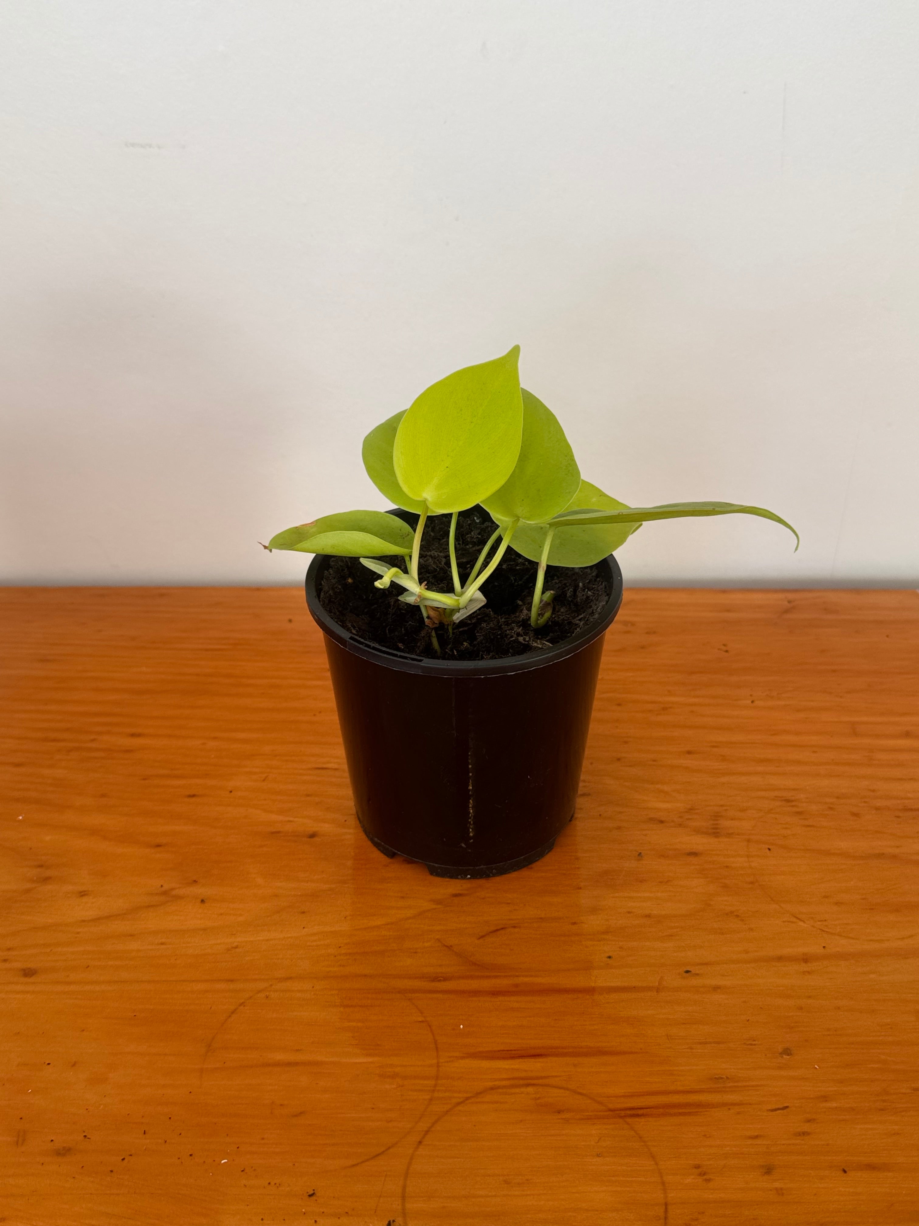 Neon Pothos 10cm