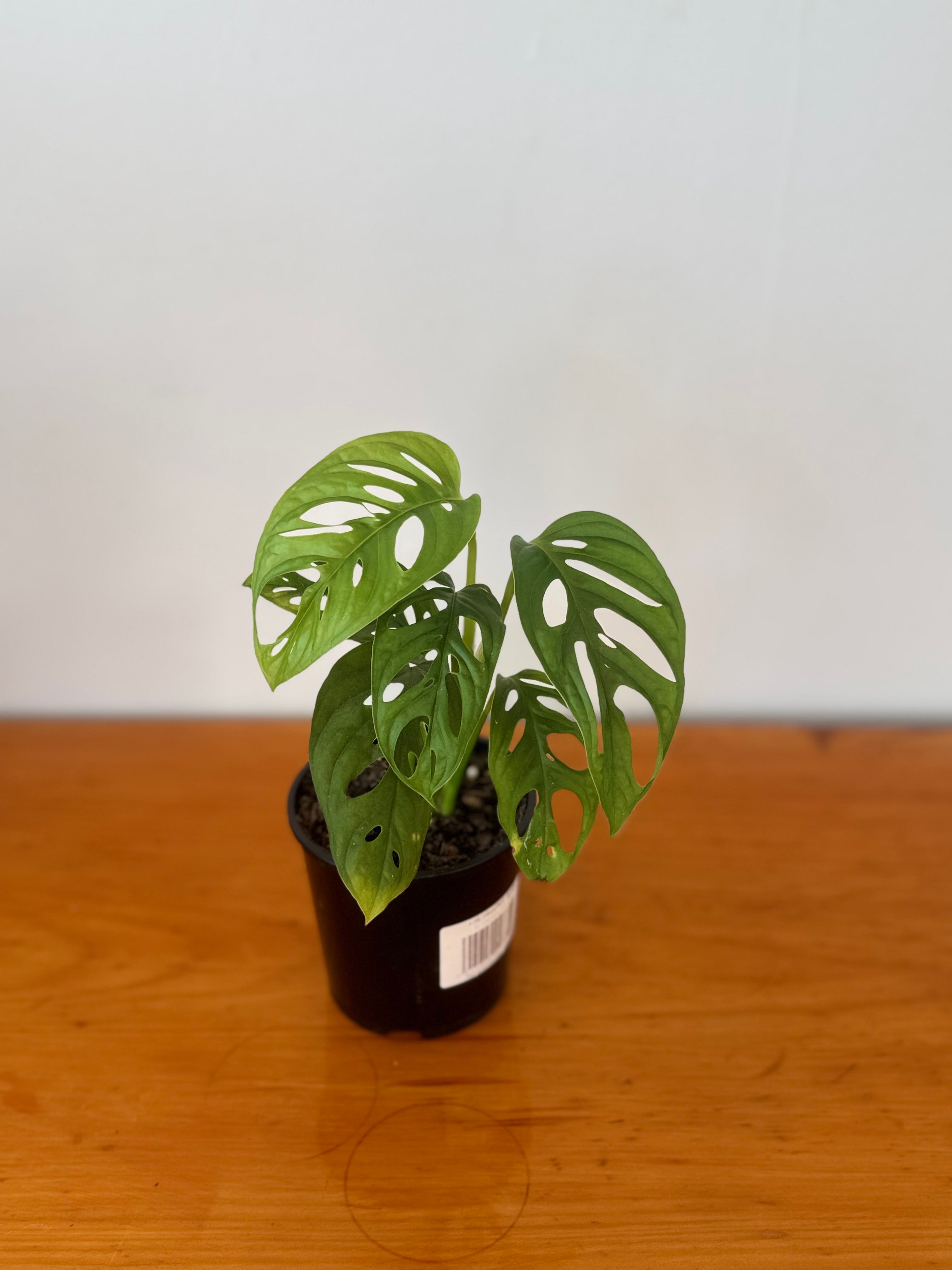 Monstera Monkey Mask 10cm