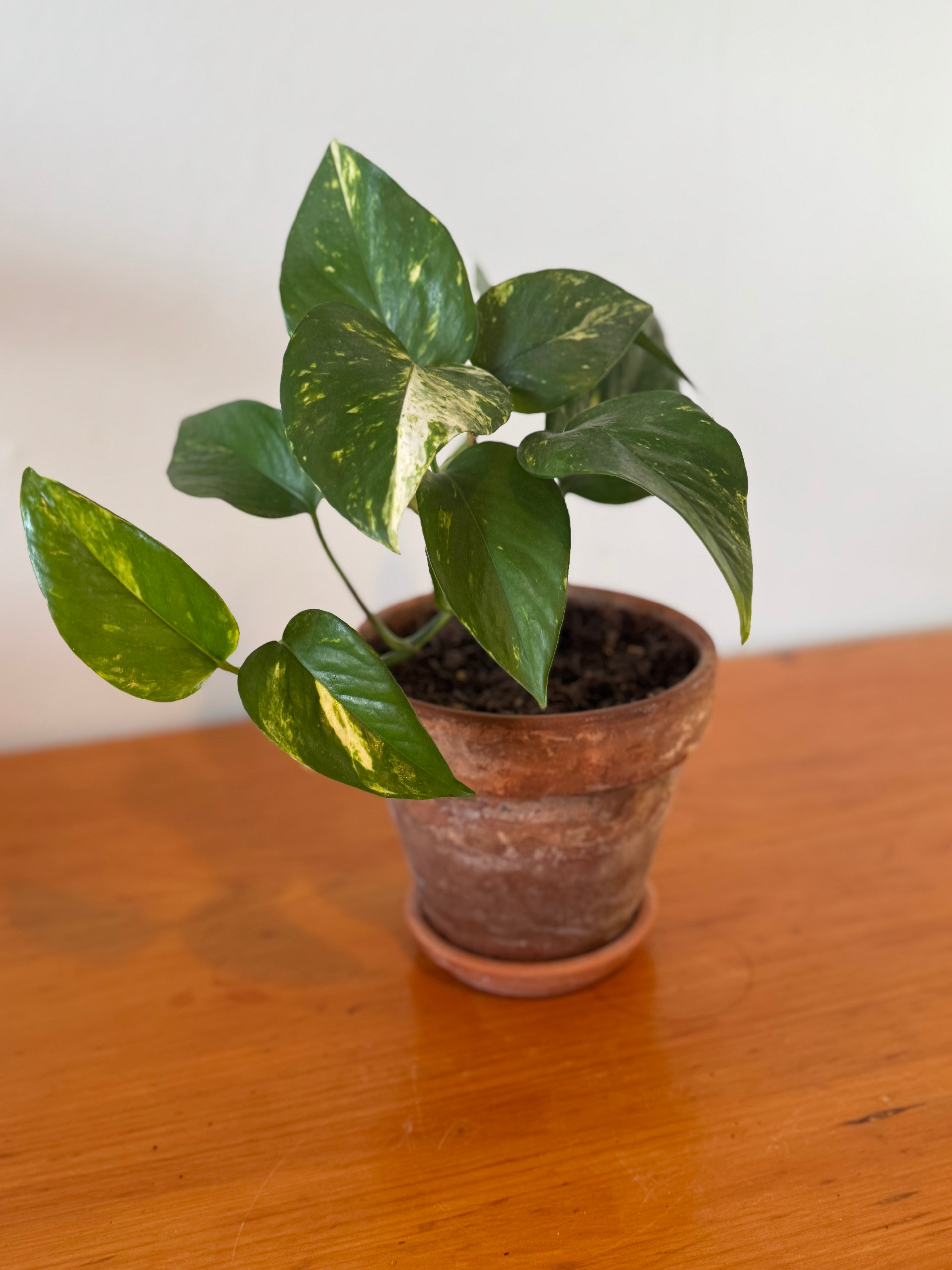 Golden Pothos 15cm (Aged Terracotta)