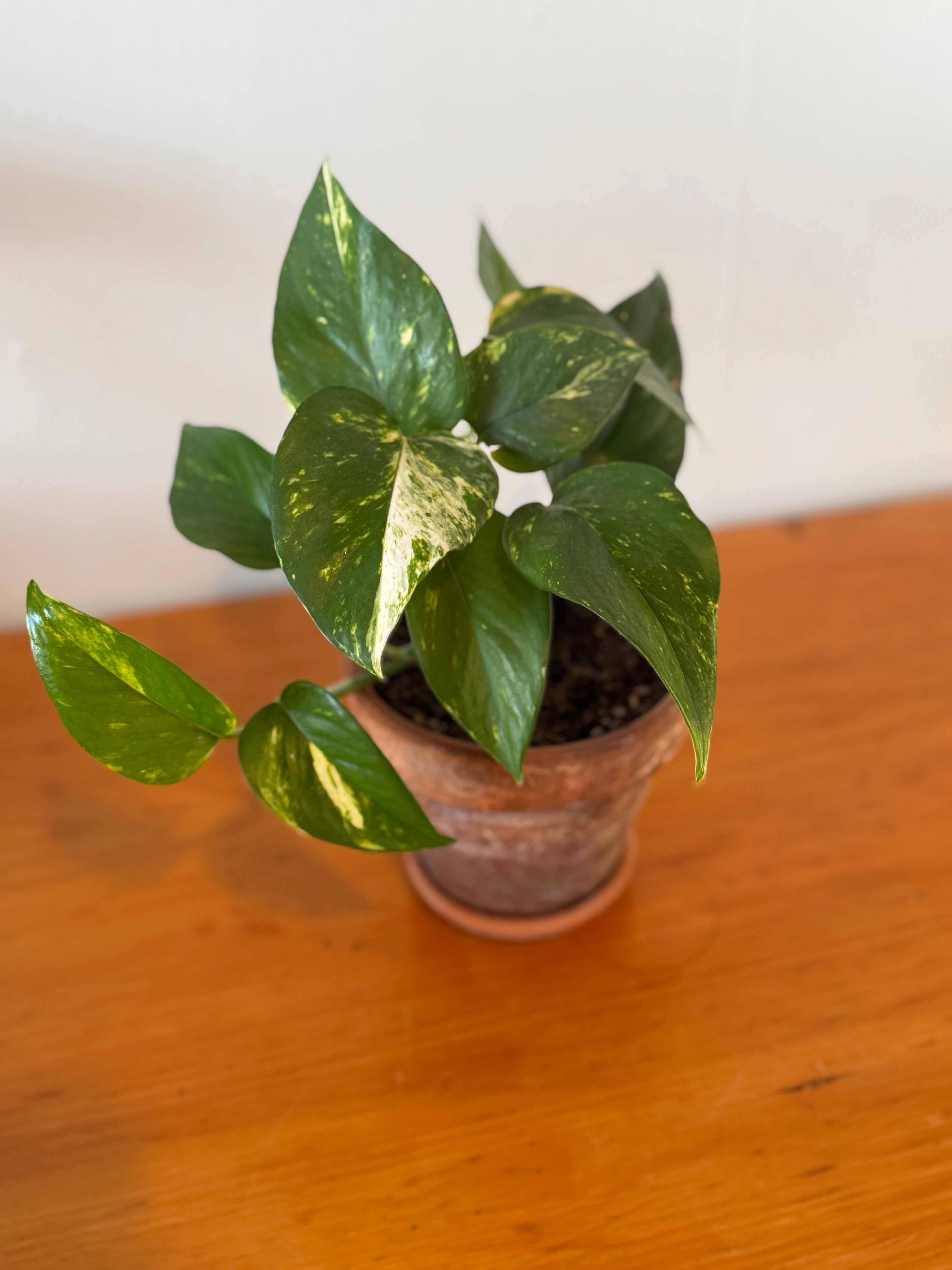 Golden Pothos 15cm (Aged Terracotta)