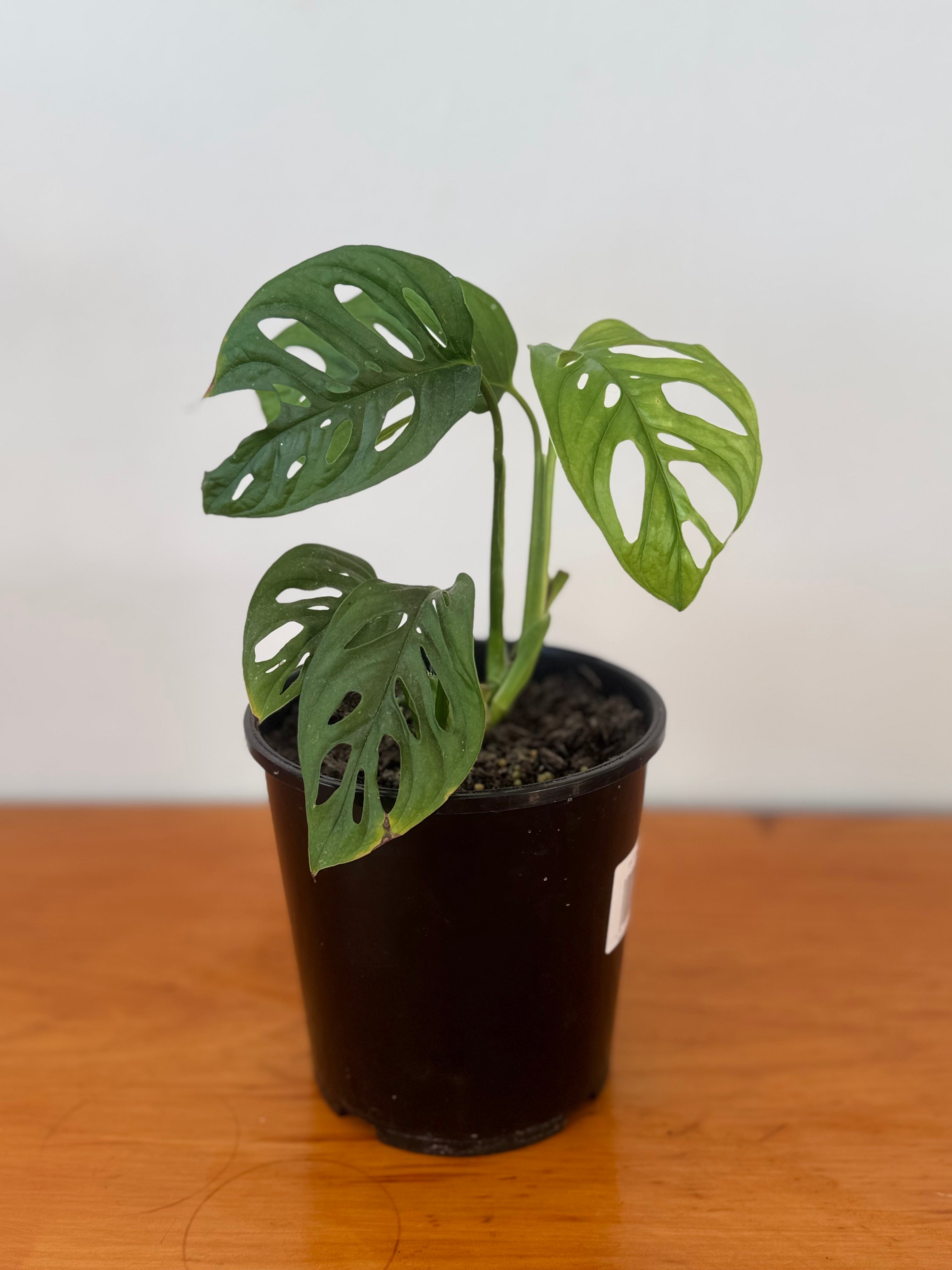 Monstera Monkey Mask 15cm