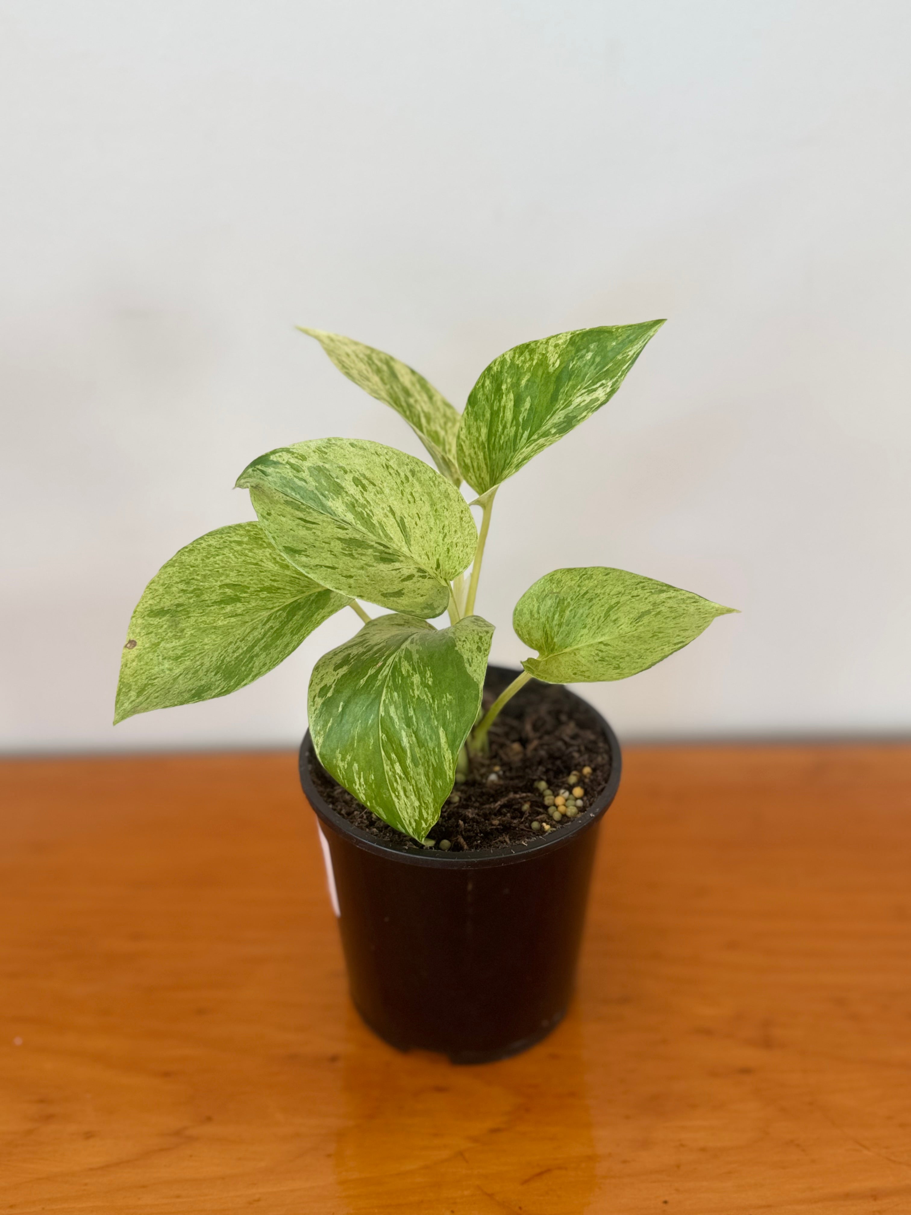 Marble Queen Pothos 10cm