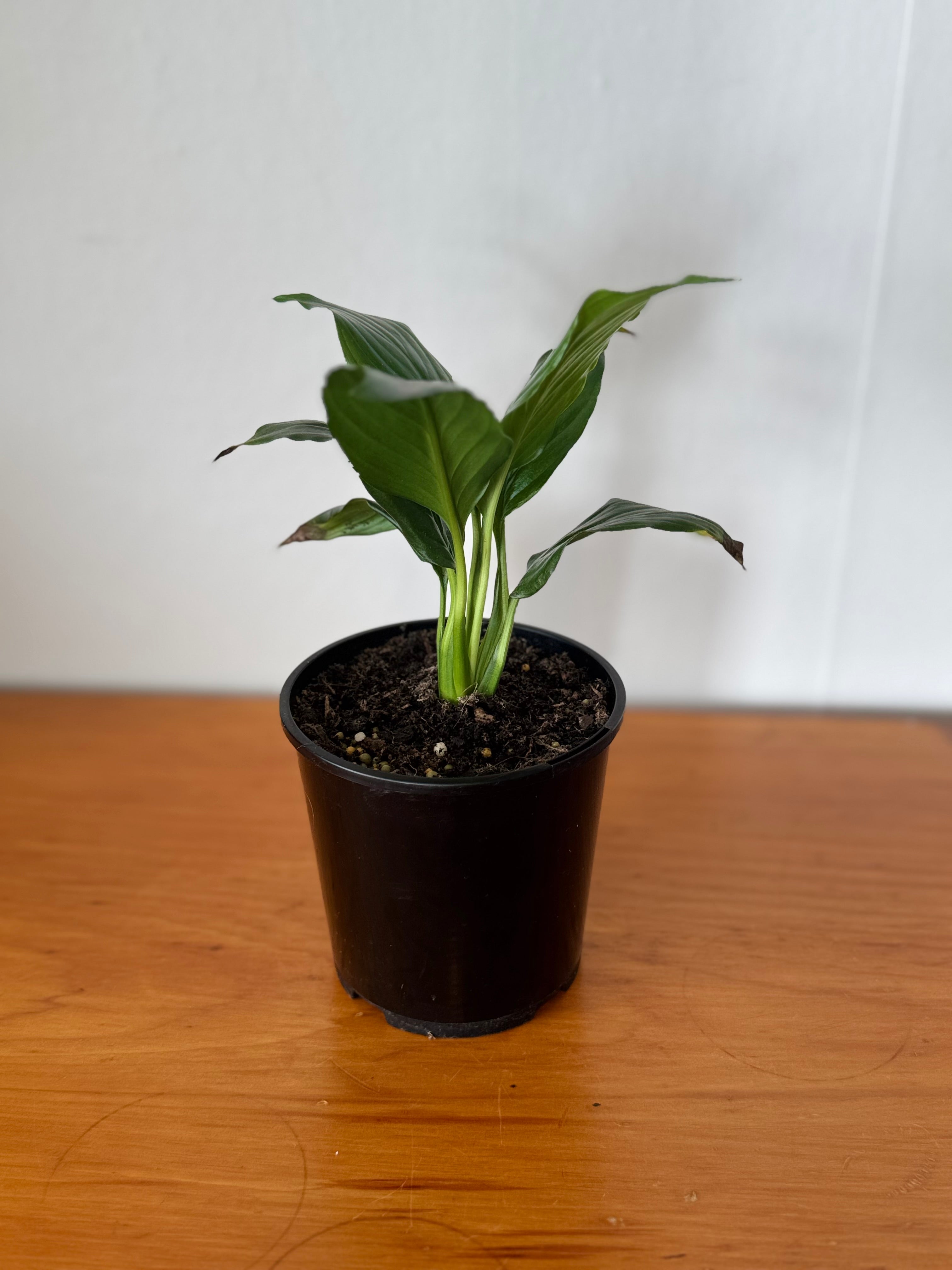 Peace Lily 10cm