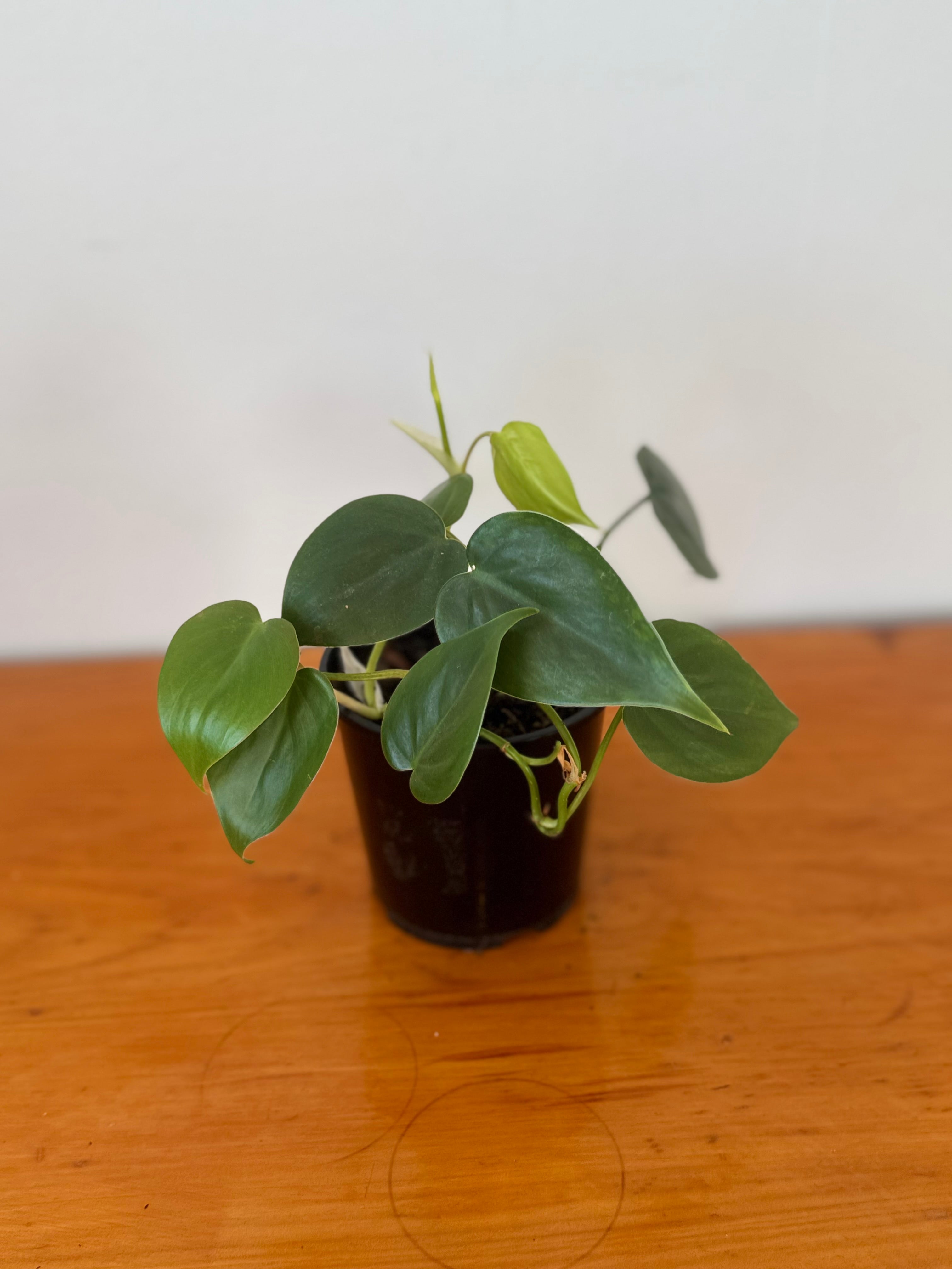 HeartLeaf Philodendron 10cm