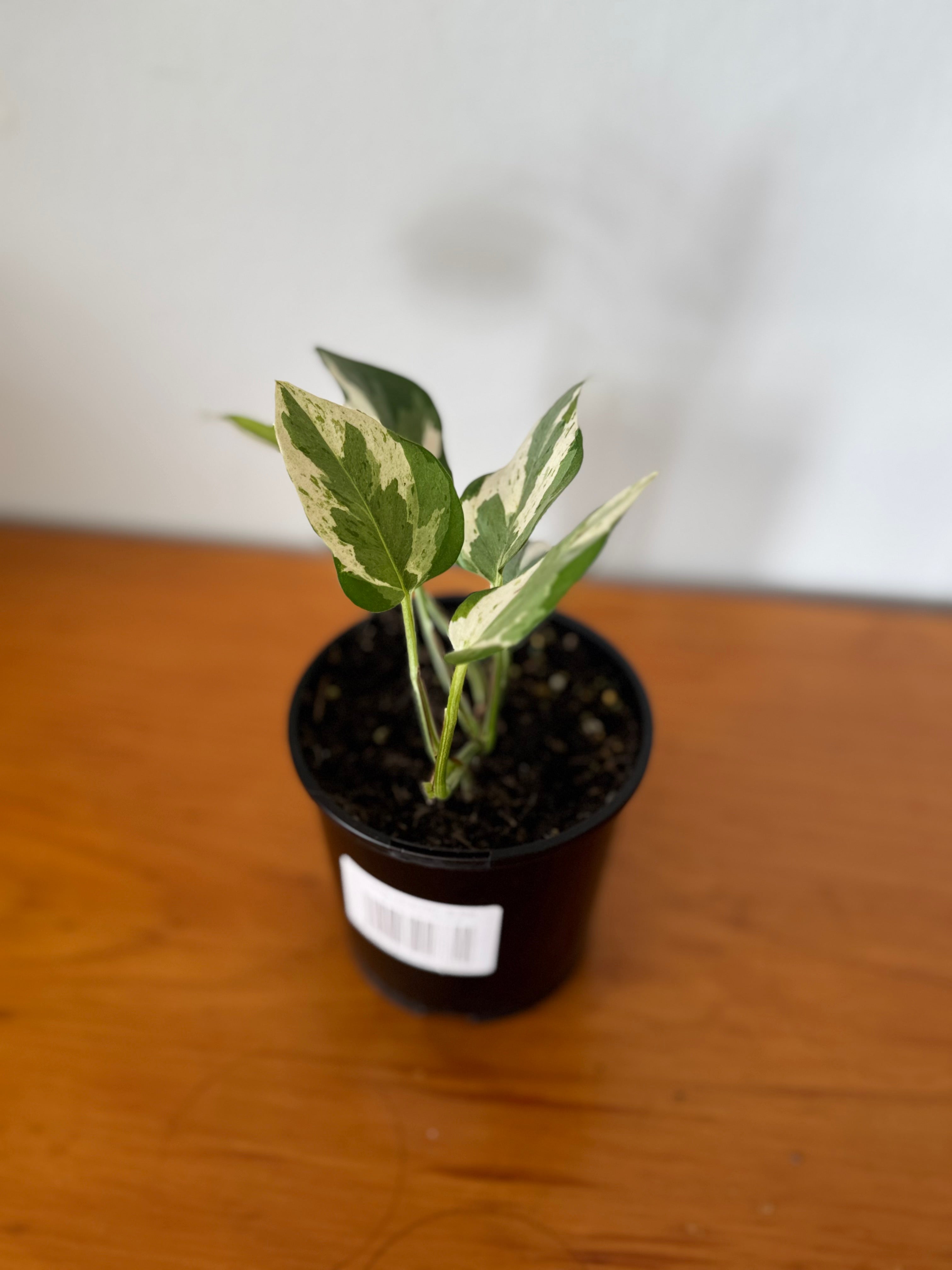 N’Joy Pothos 10cm