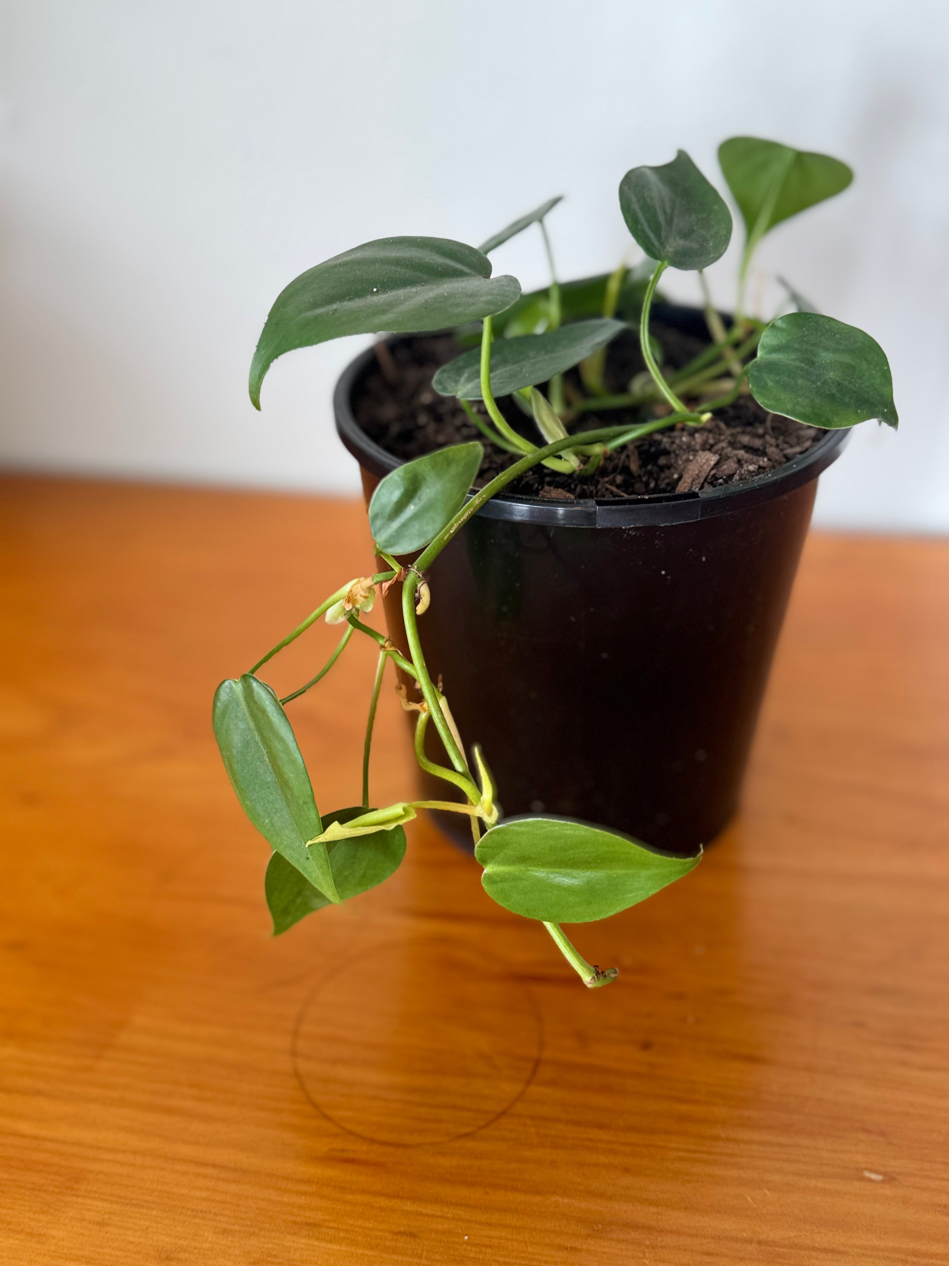 Heart Leaf Philodendron 15cm