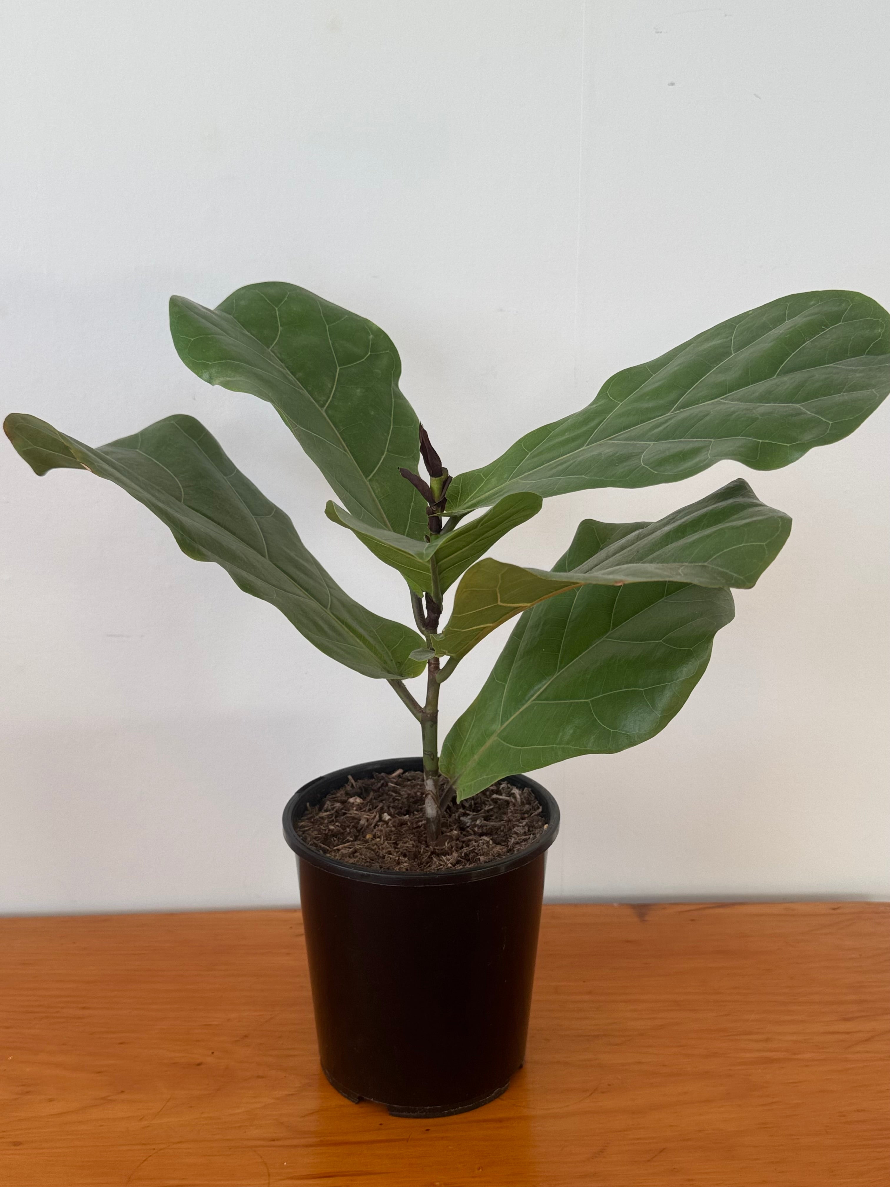 Fiddle Leaf Fig 15cm