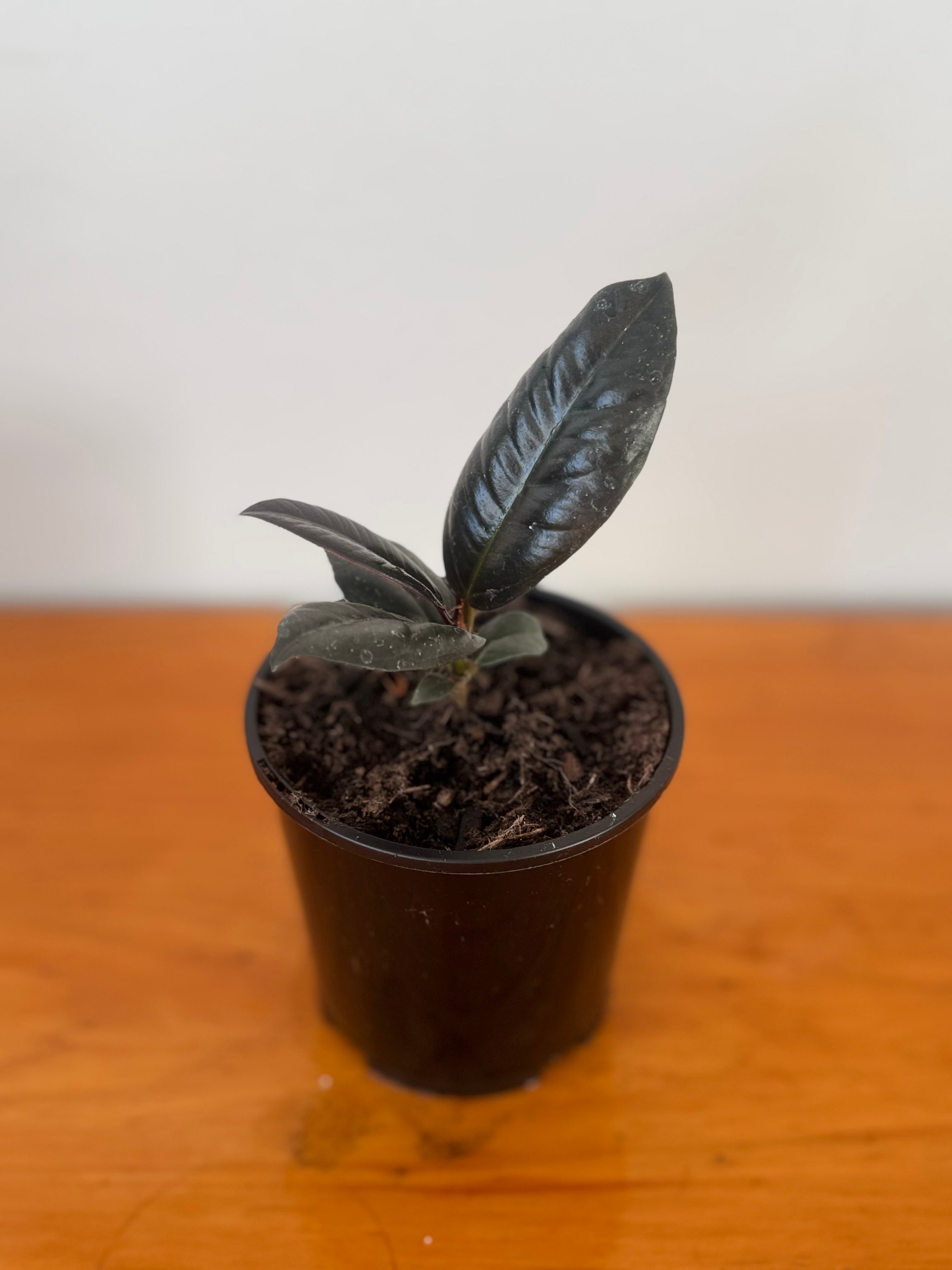 Ficus Black knight 10cm