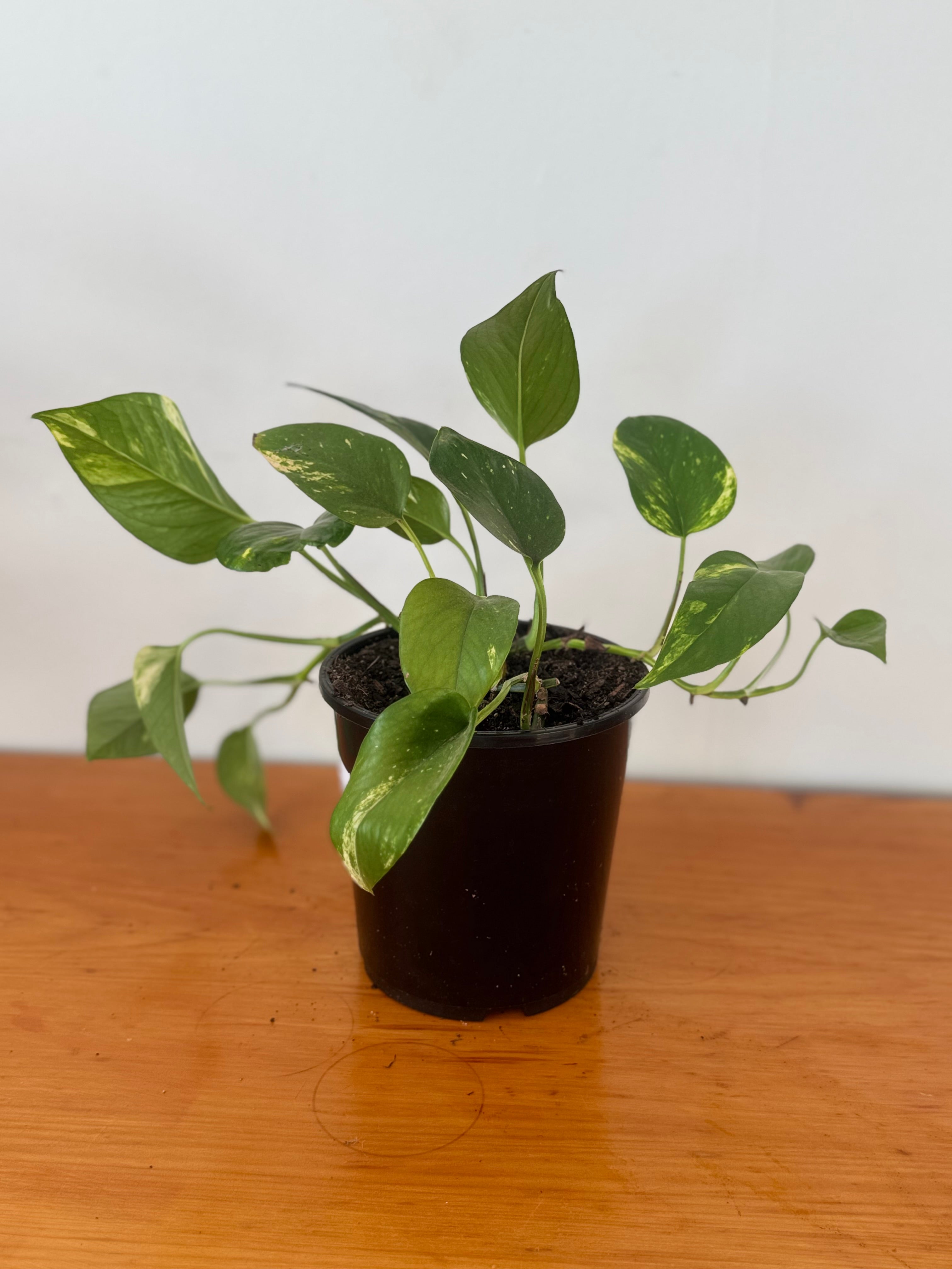 Golden Pothos 15cm