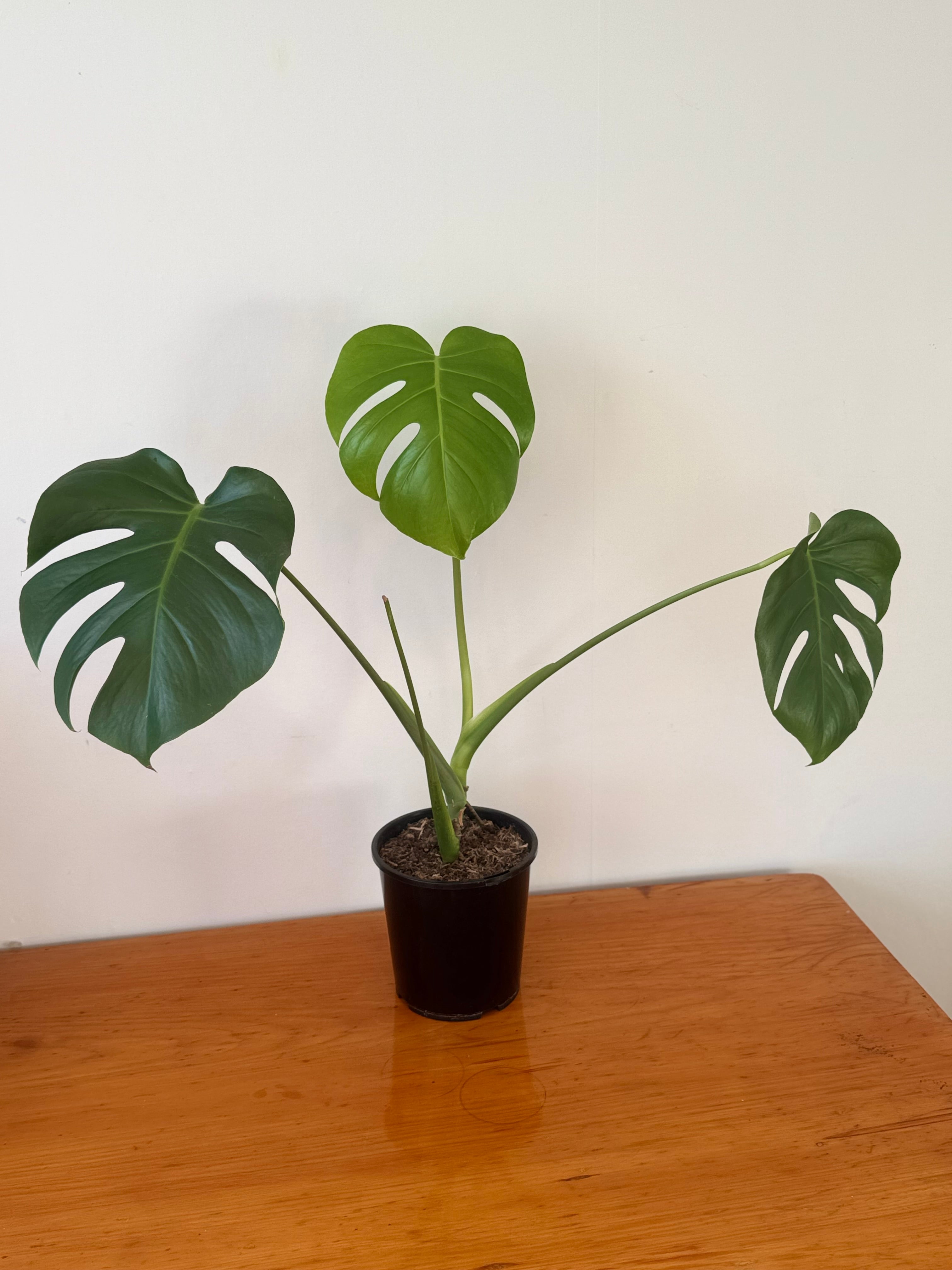 Monstera Deliciosa 15cm