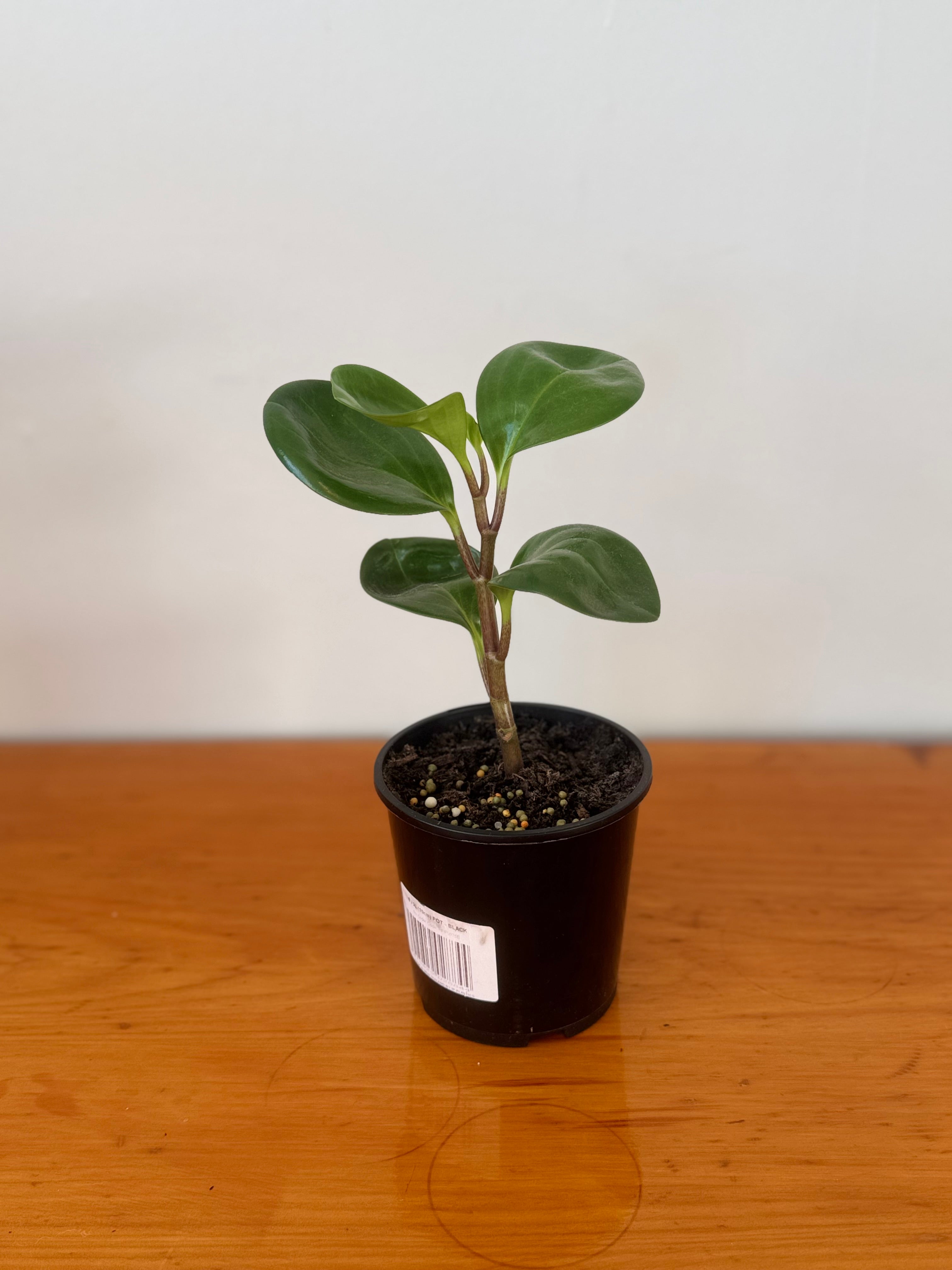 Peperomia Jade 10cm