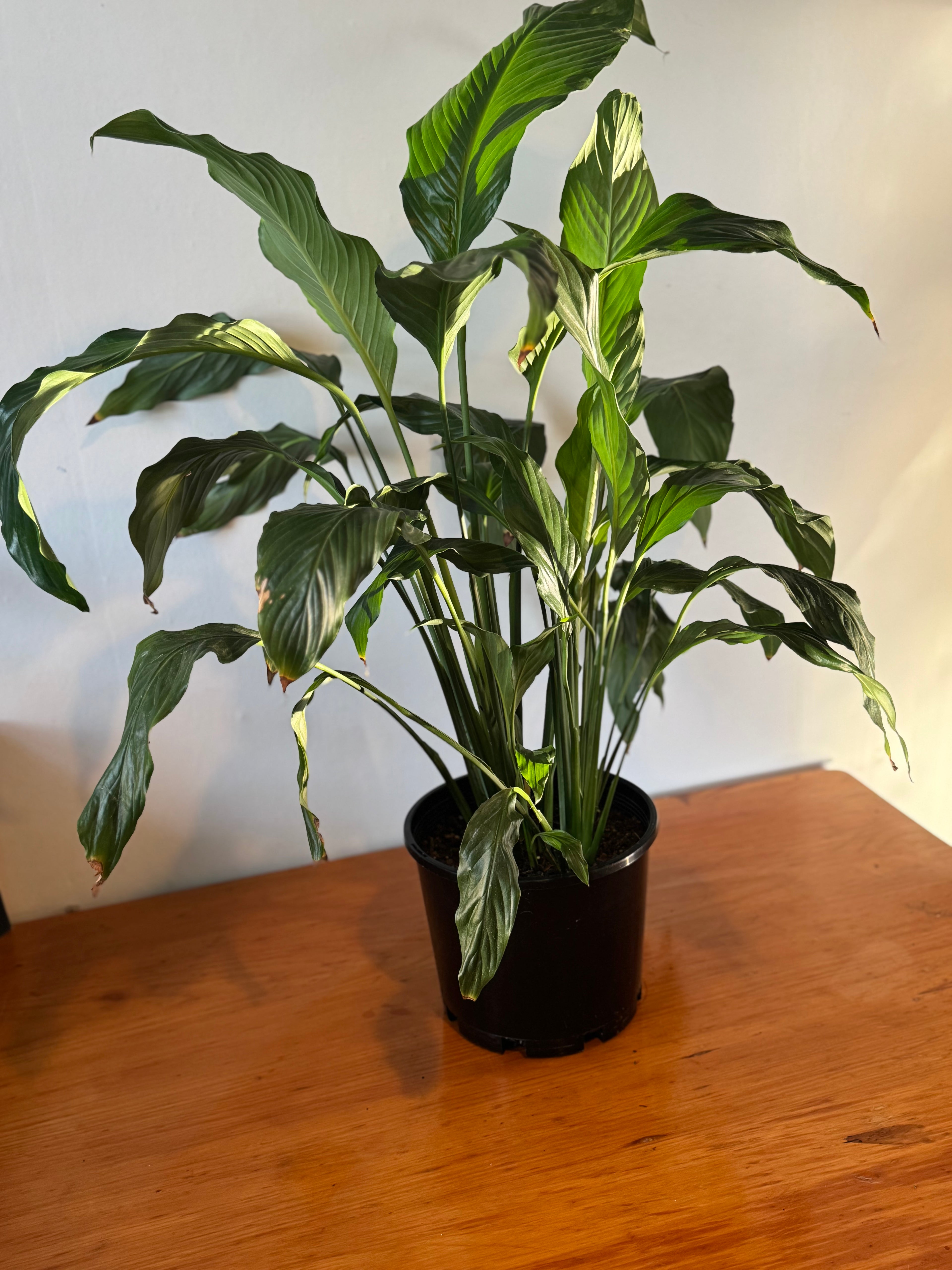 Large Peace Lily 20cm