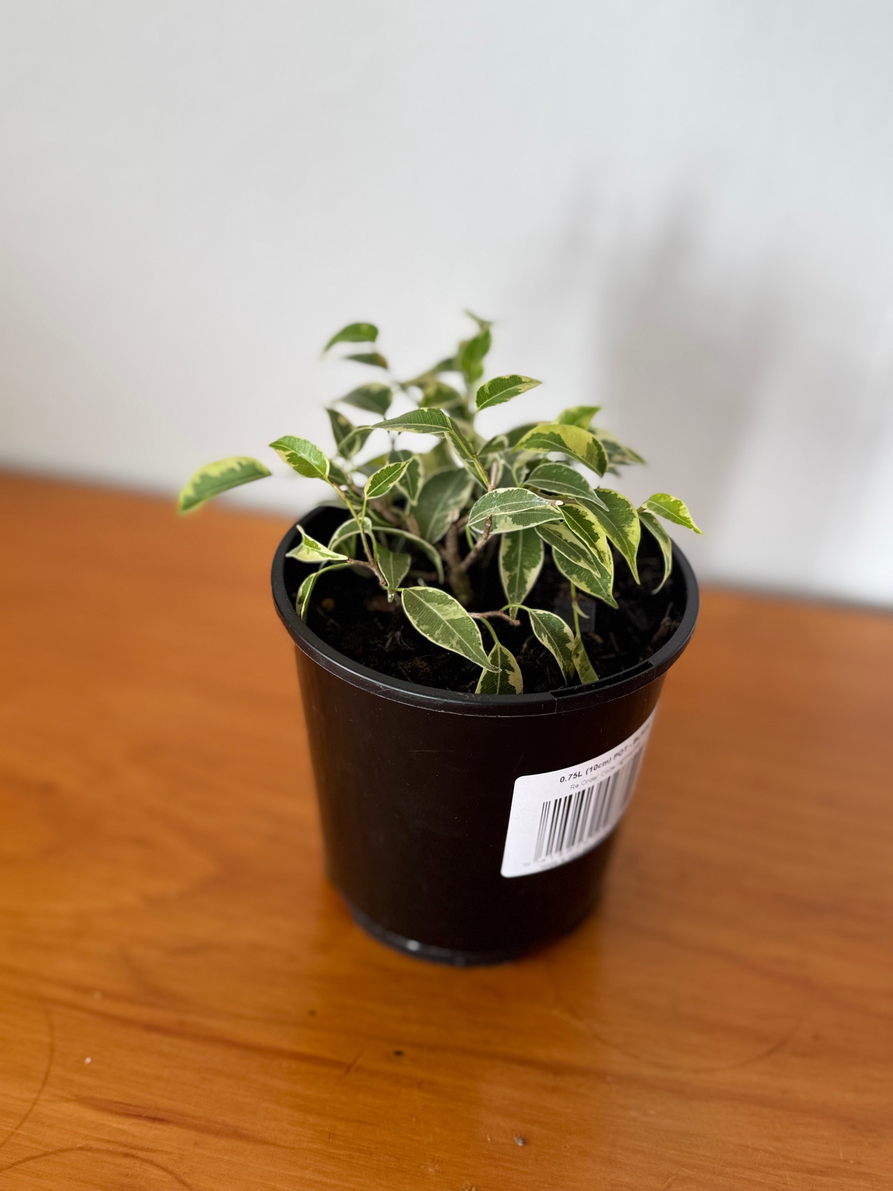 Ficus Benjamina Variegata 10cm