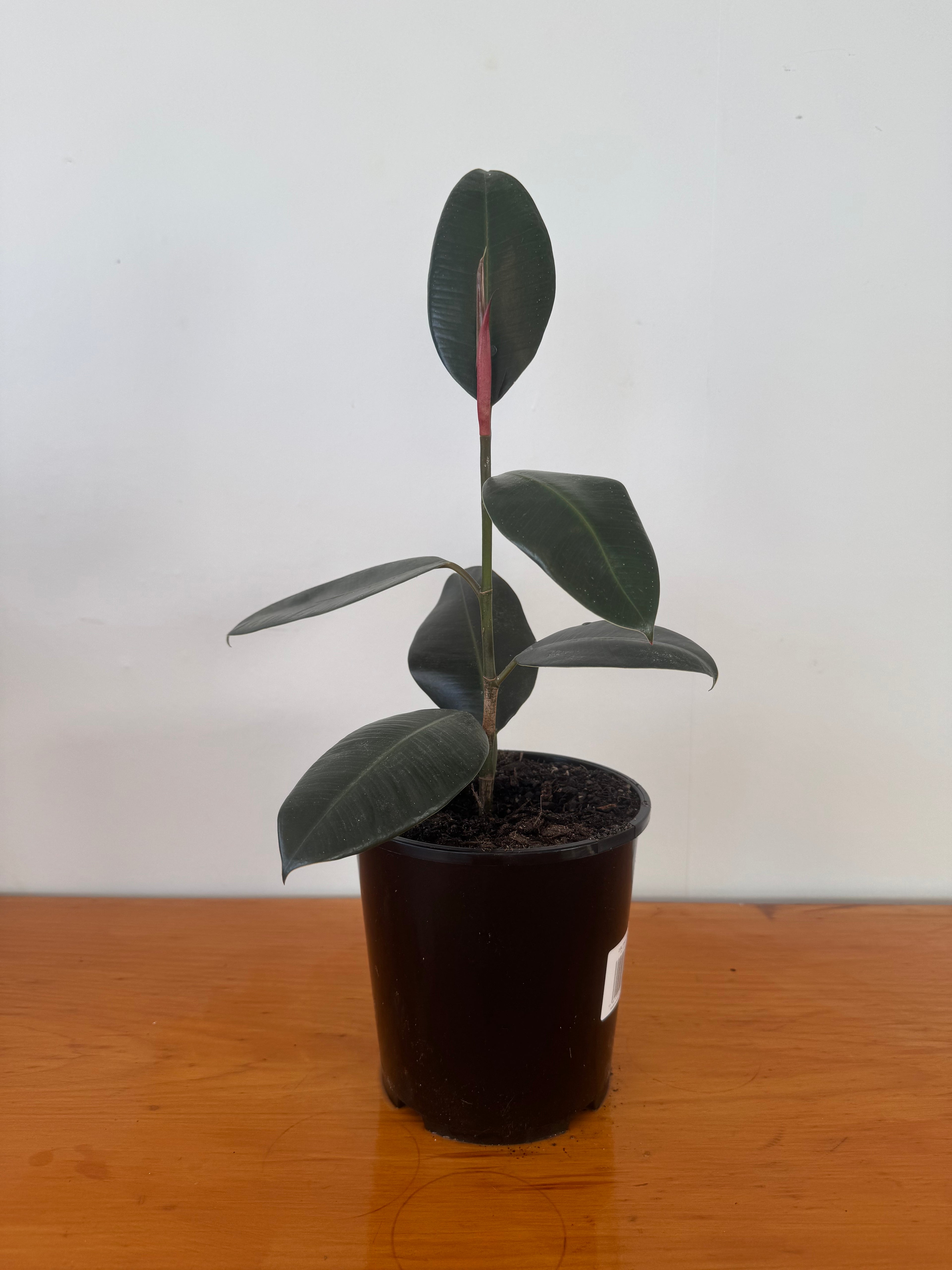 Ficus Black Knight 15cm