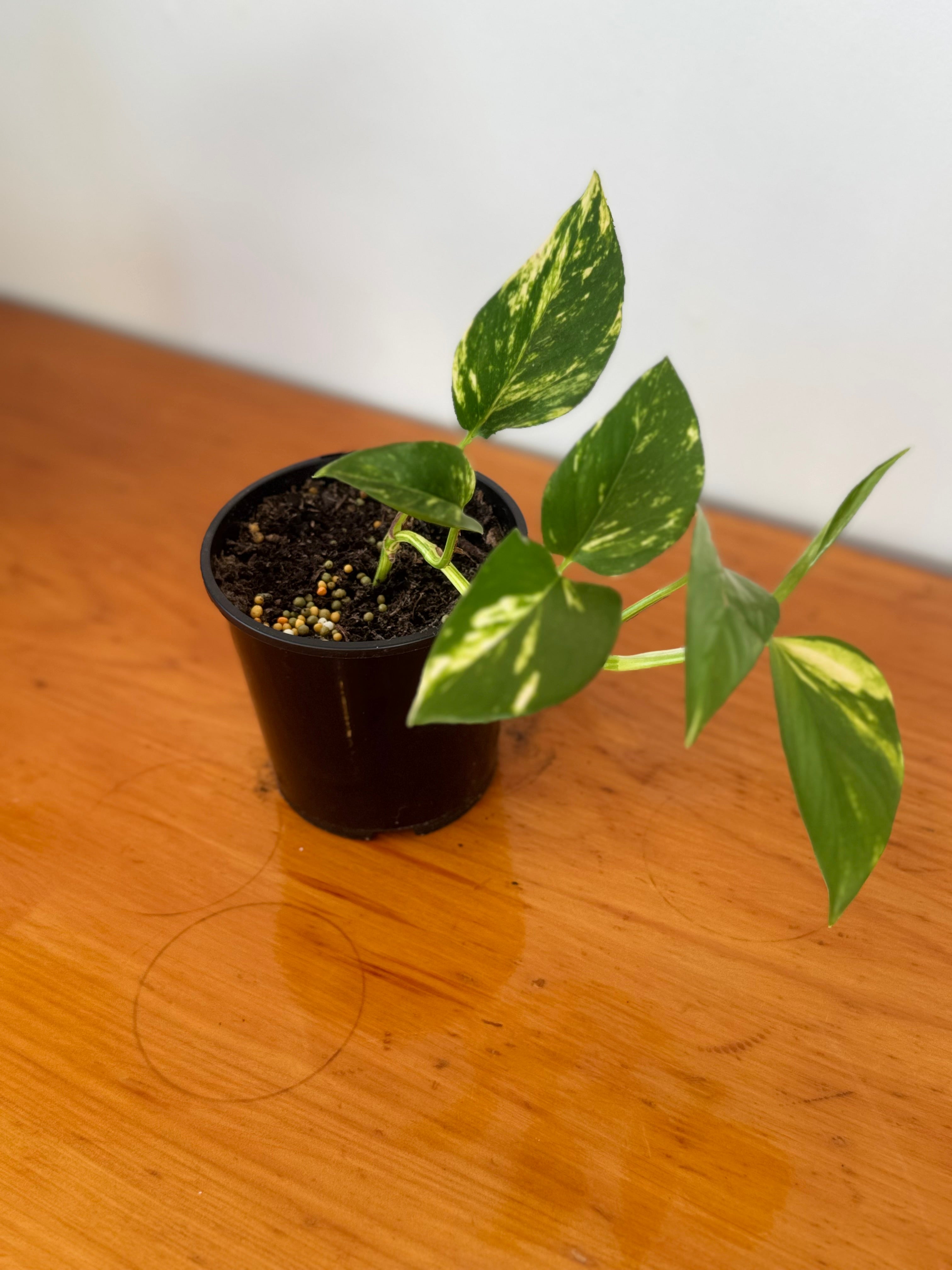 Golden Pothos 10cm