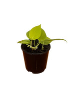 Neon Pothos 10cm