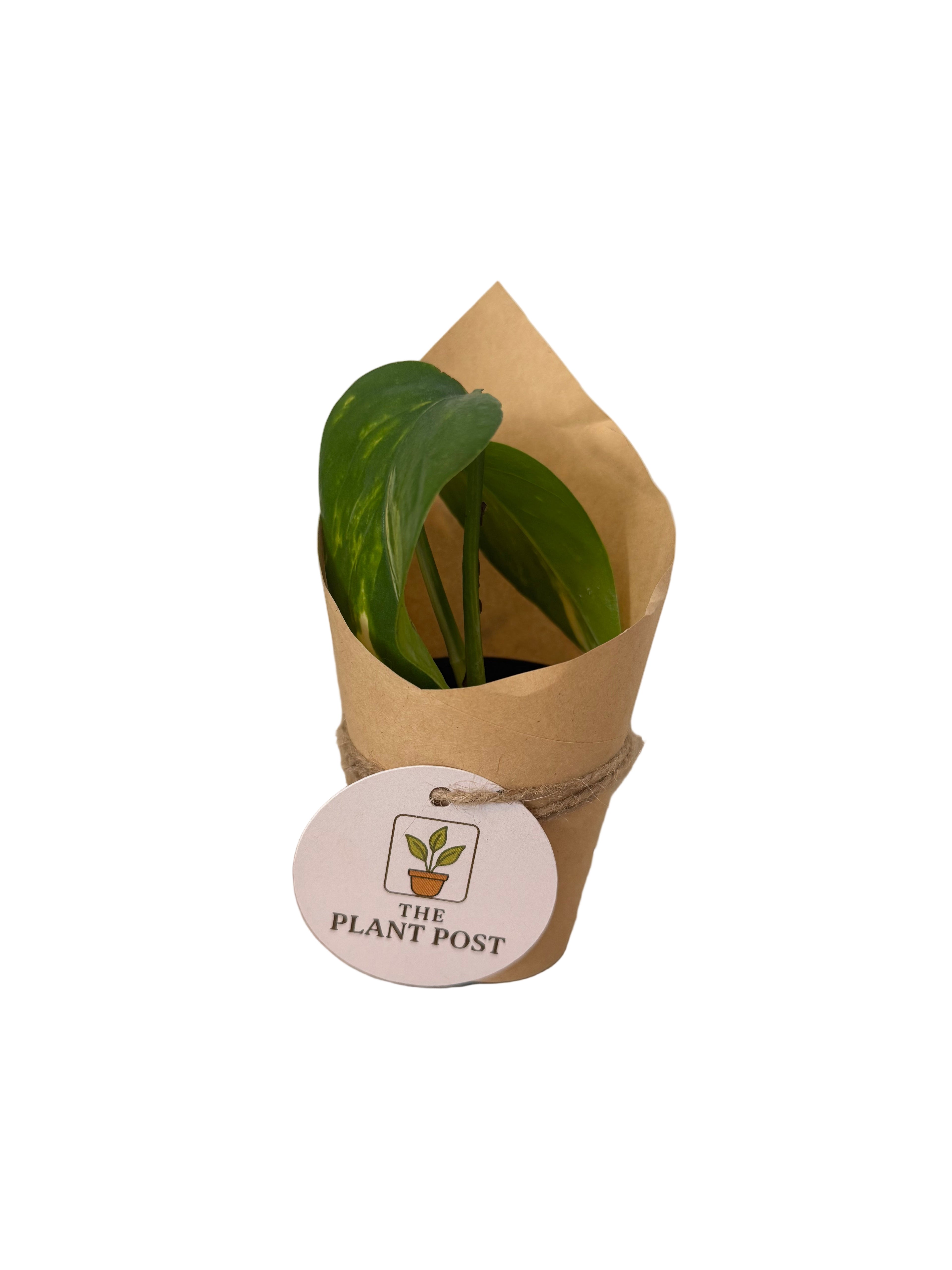 Baby Houseplant Bundle