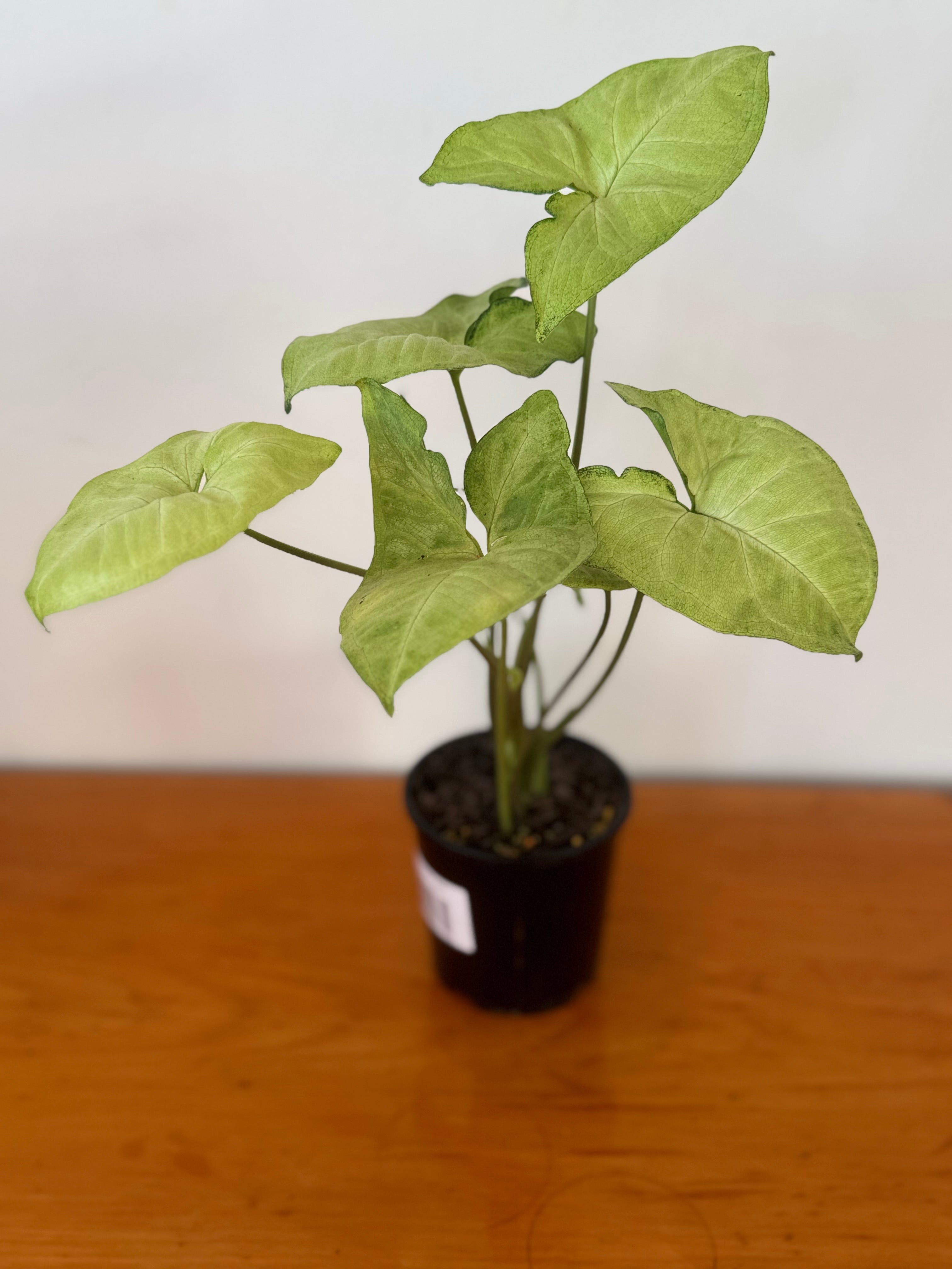Syngonium White Butterfly 10cm