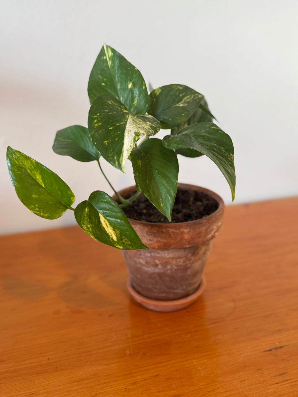 Golden Pothos 15cm (Aged Terracotta)