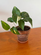 Golden Pothos 15cm (Aged Terracotta)