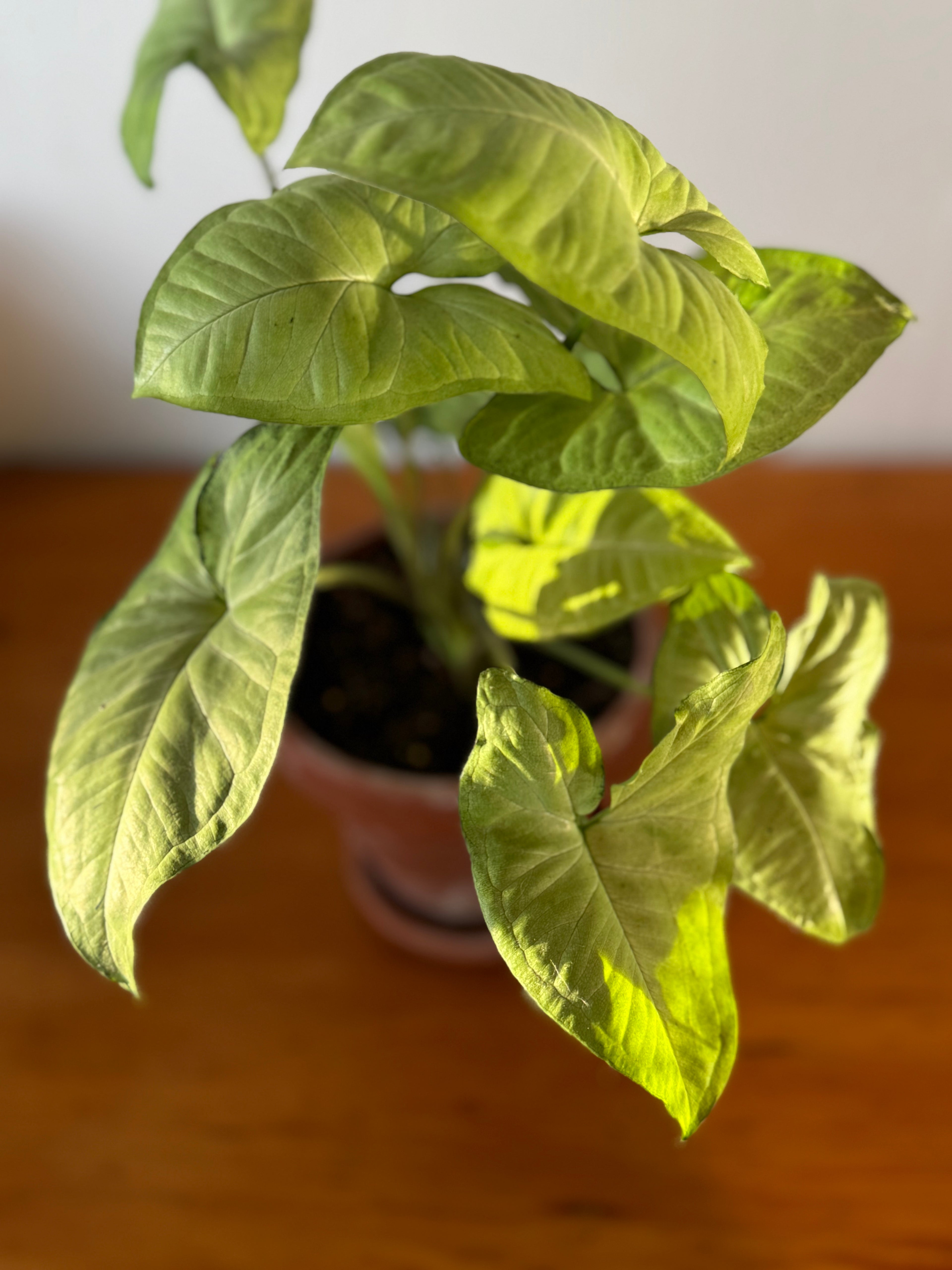 Syngonium White Butterfly 17cm (Aged Terracotta)