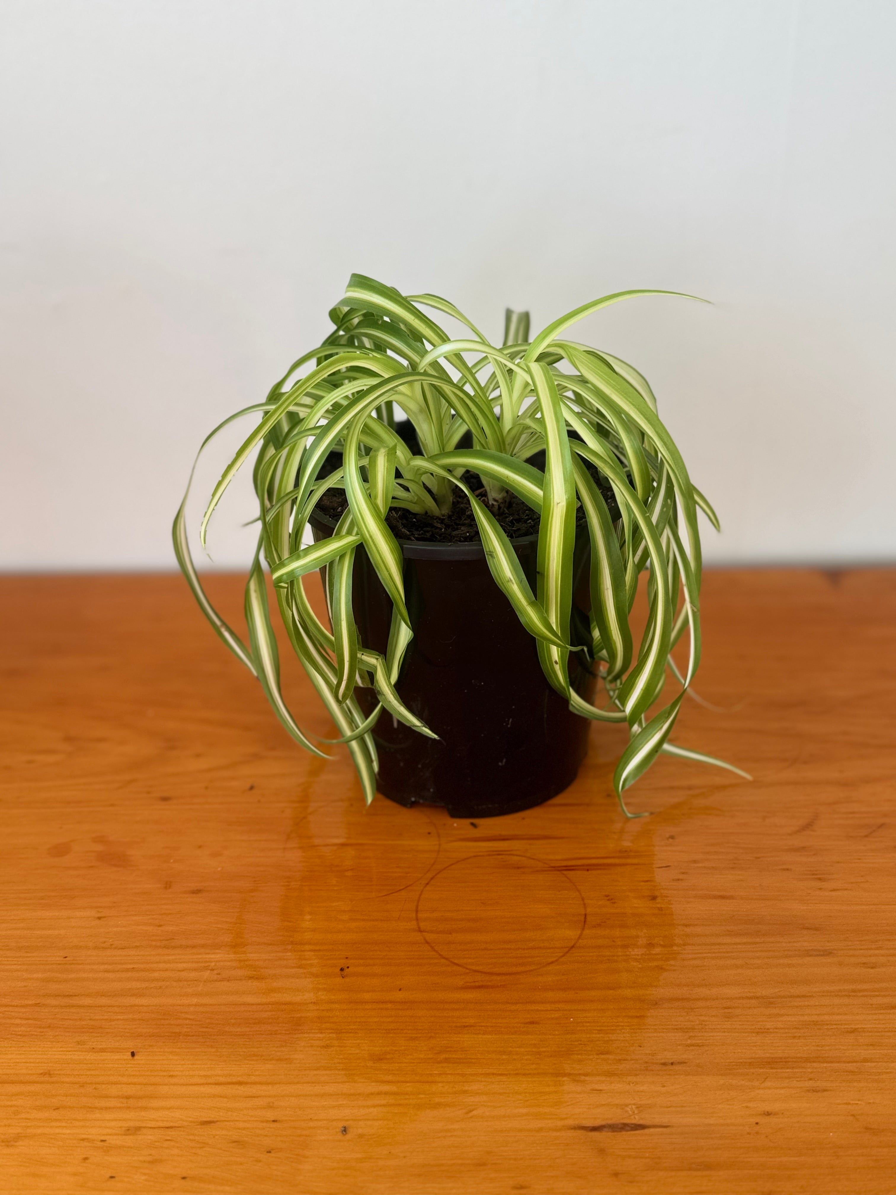 Curly Spider Plant 15cm