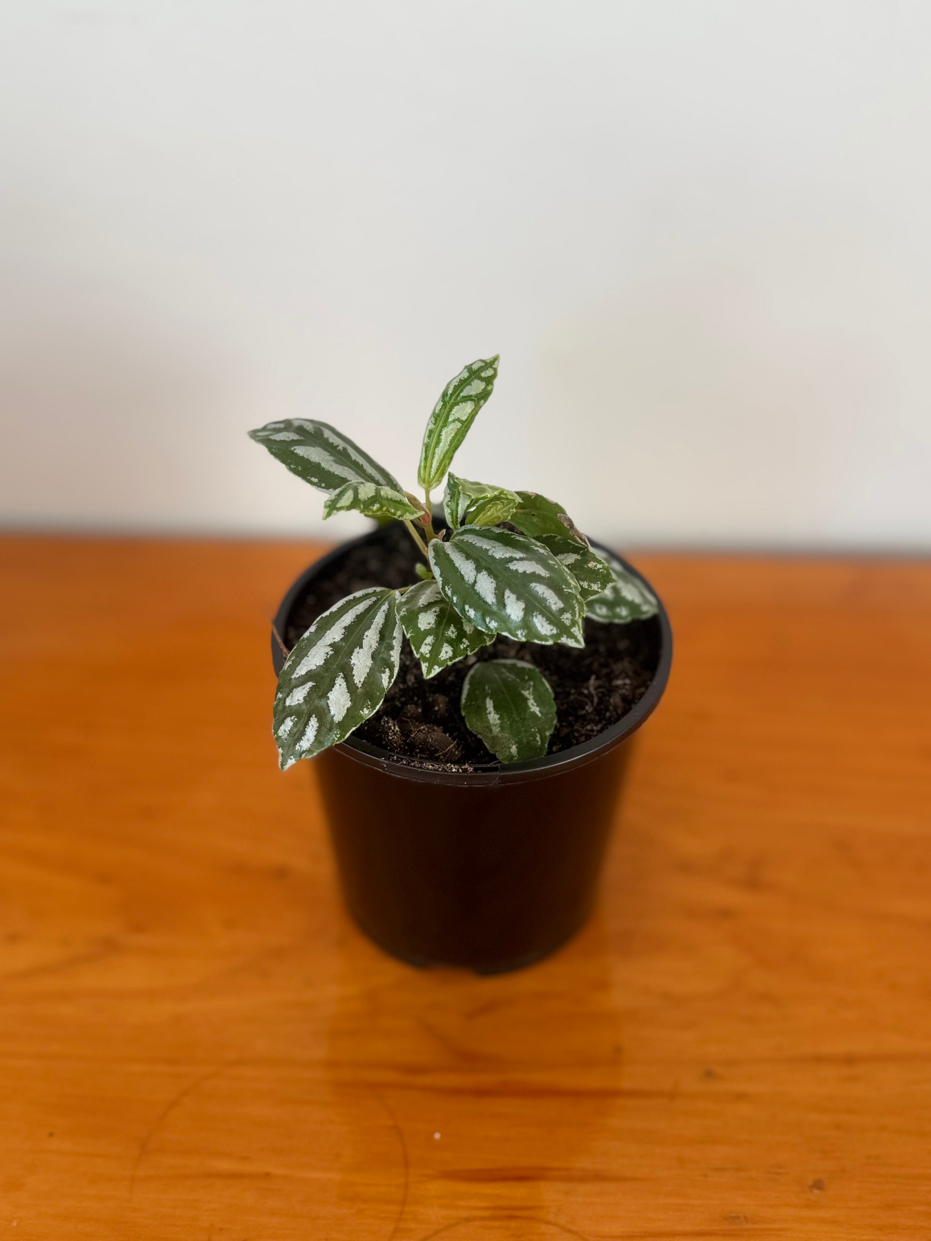 Aluminium Plant “Pilea Cadierei” 10cm