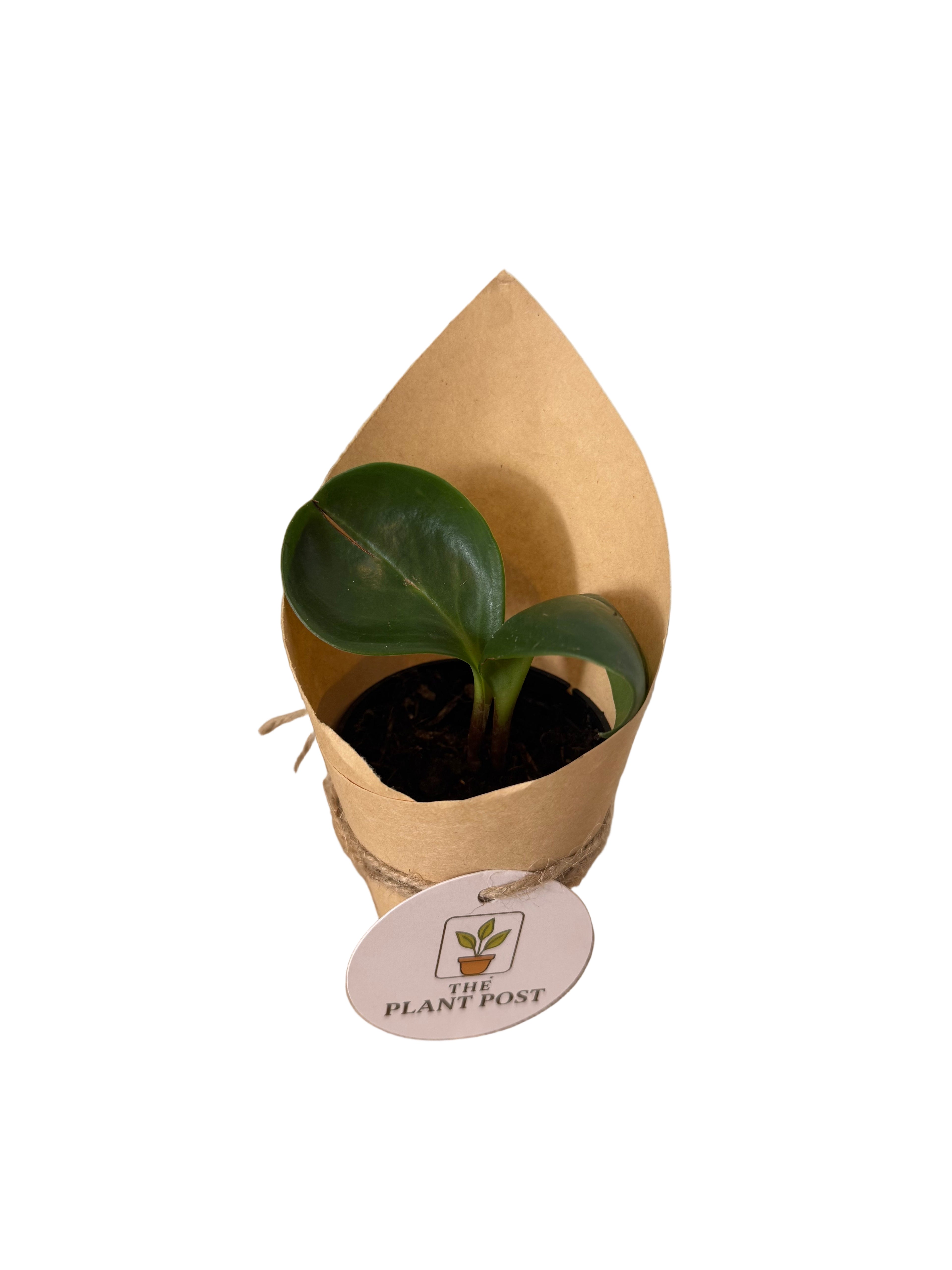 Baby Houseplant Bundle