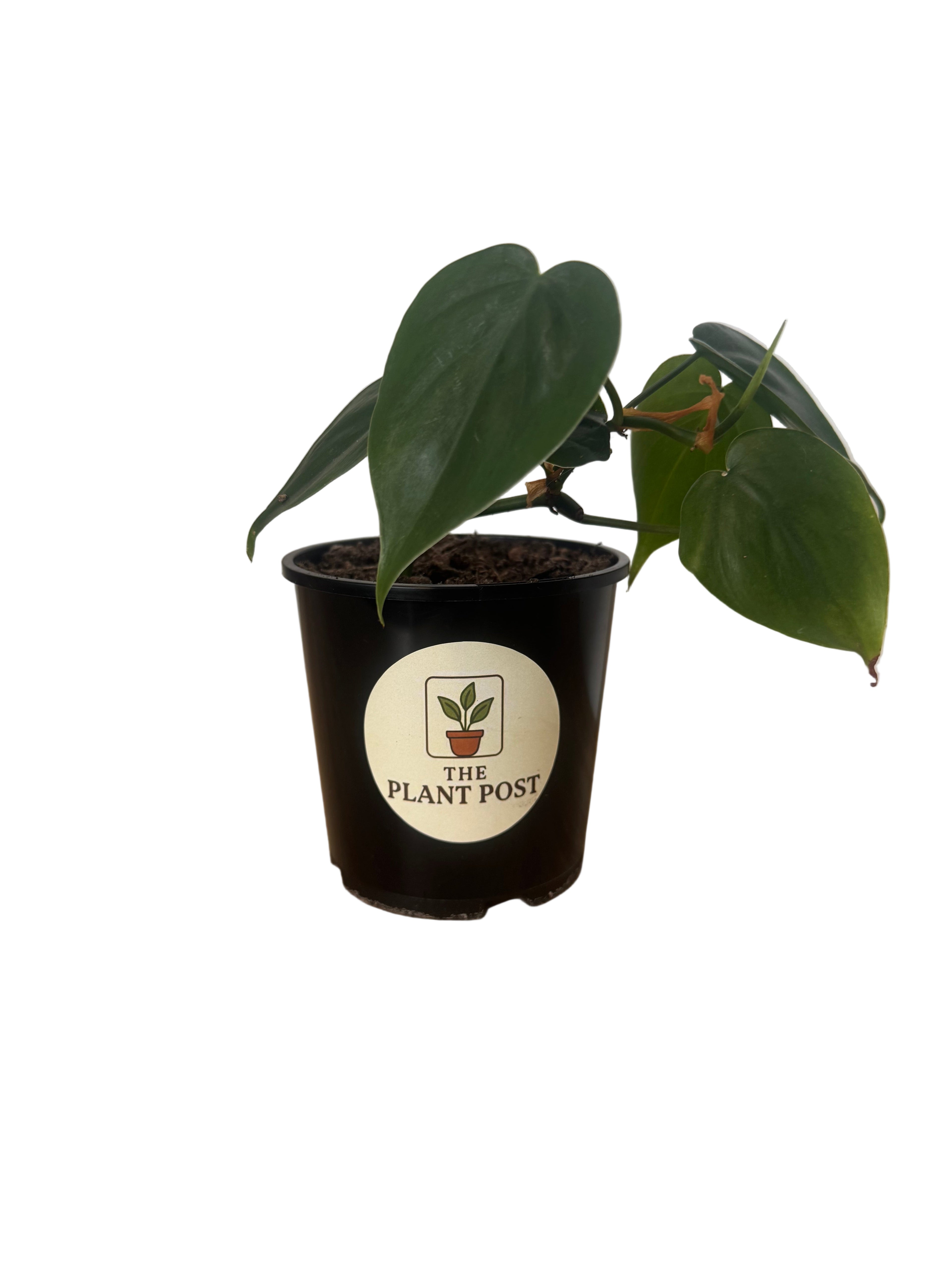 HeartLeaf Philodendron 10cm