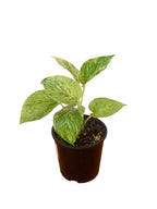Marble Queen Pothos 10cm