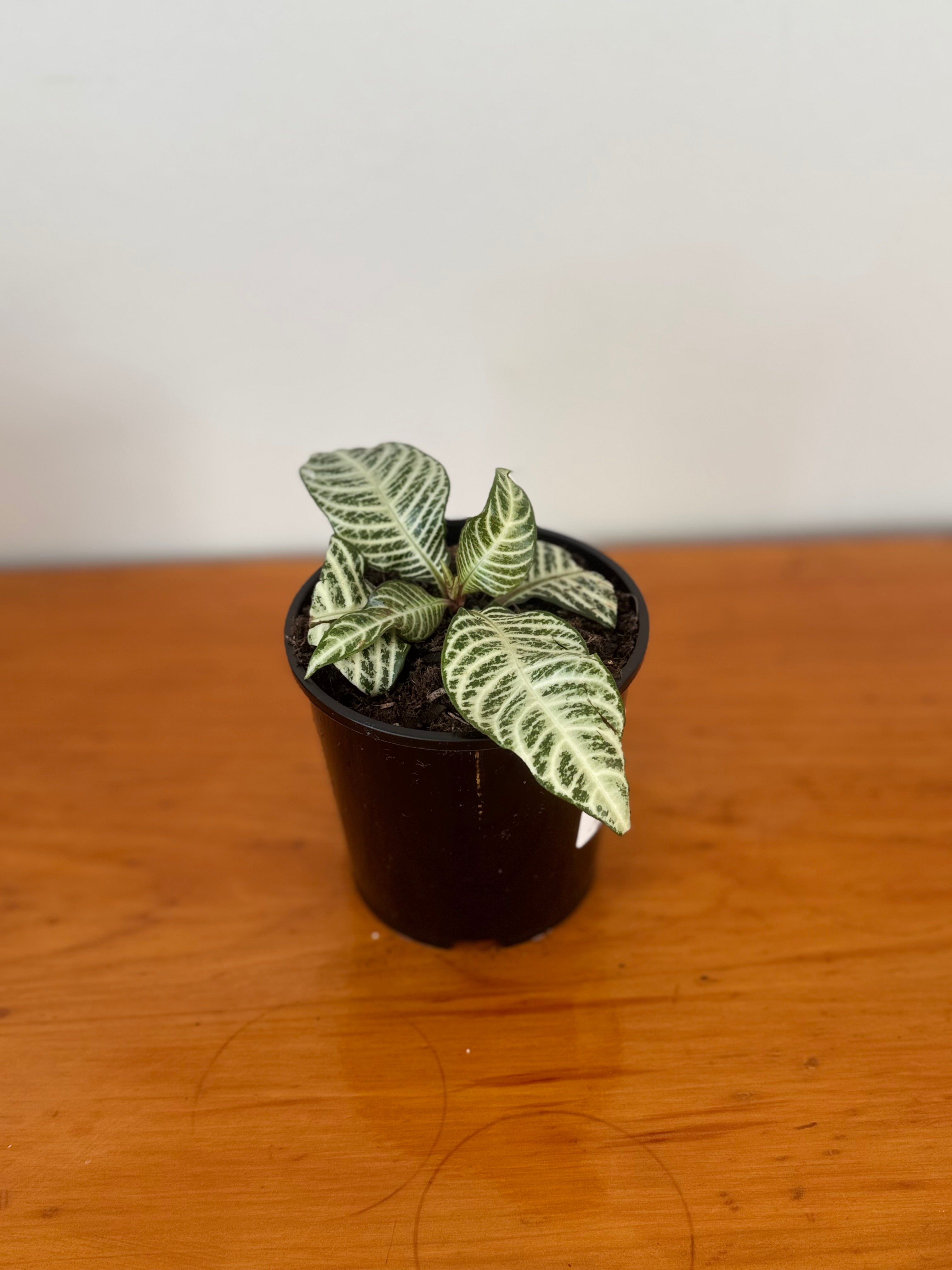 Zebra Plant “Sugarcoat” 10cm