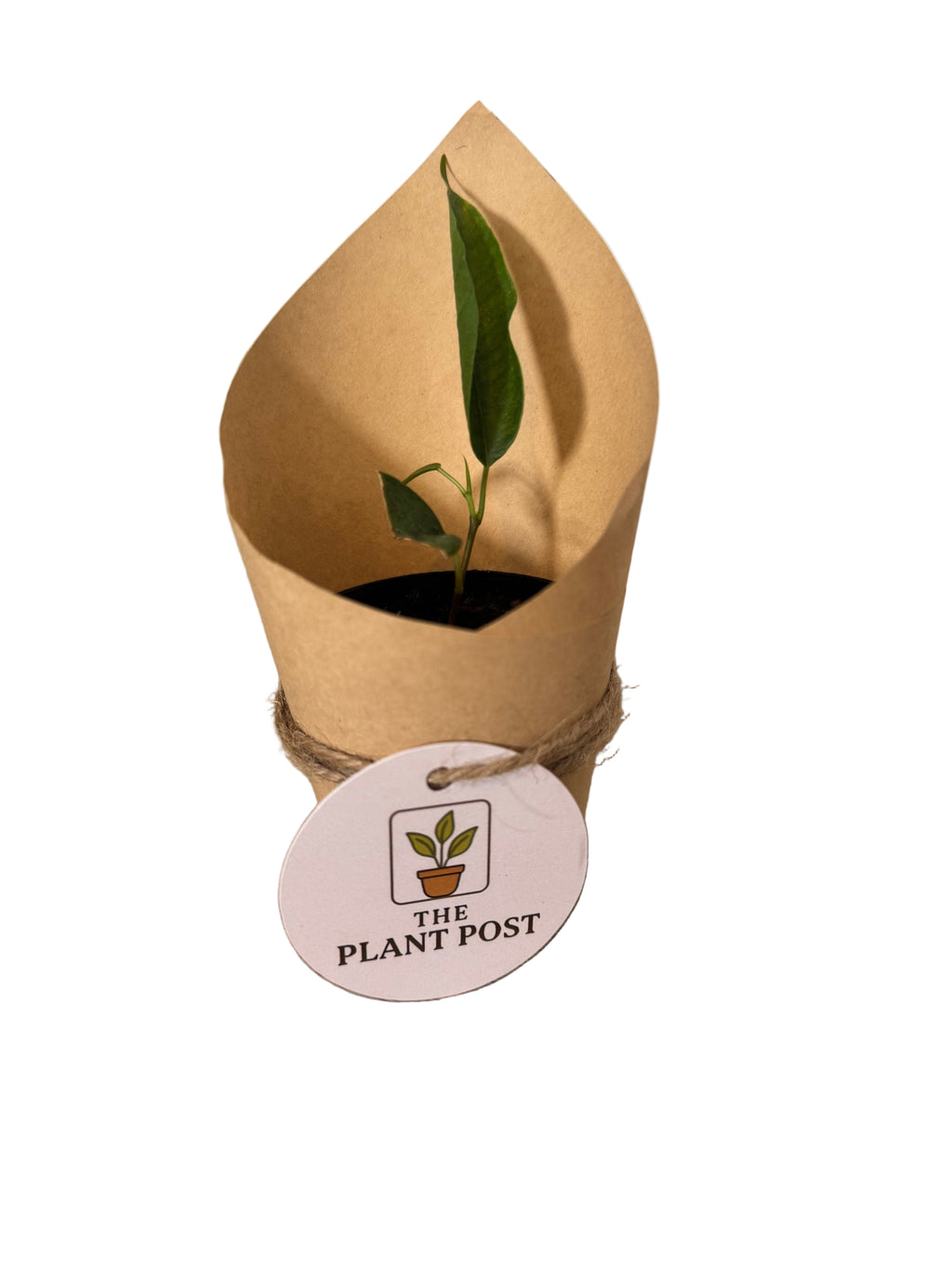 Baby Houseplant Bundle