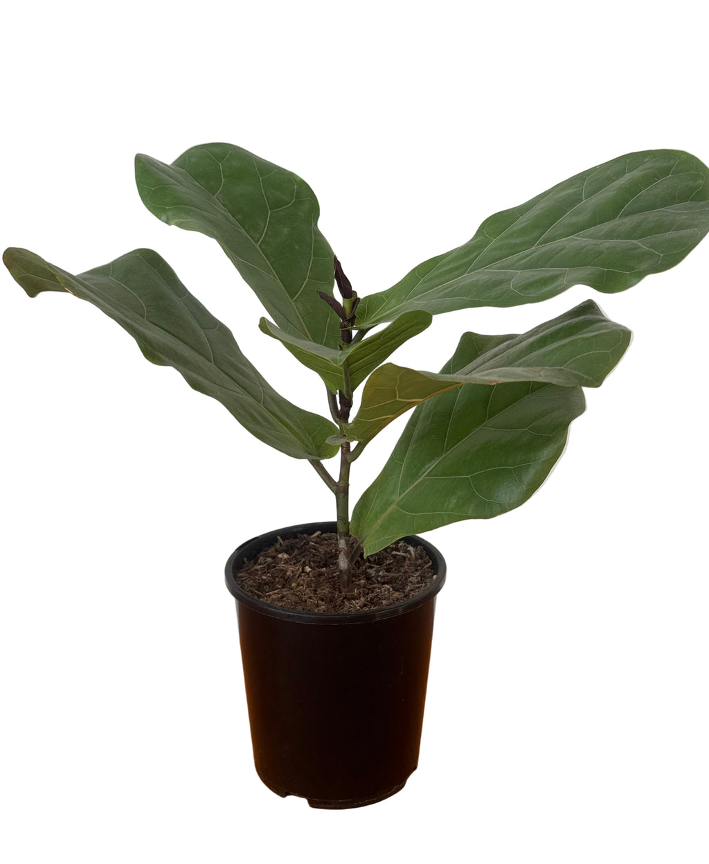 Fiddle Leaf Fig 14cm