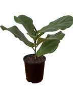 Fiddle Leaf Fig 14cm