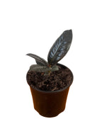 Ficus Black knight 10cm