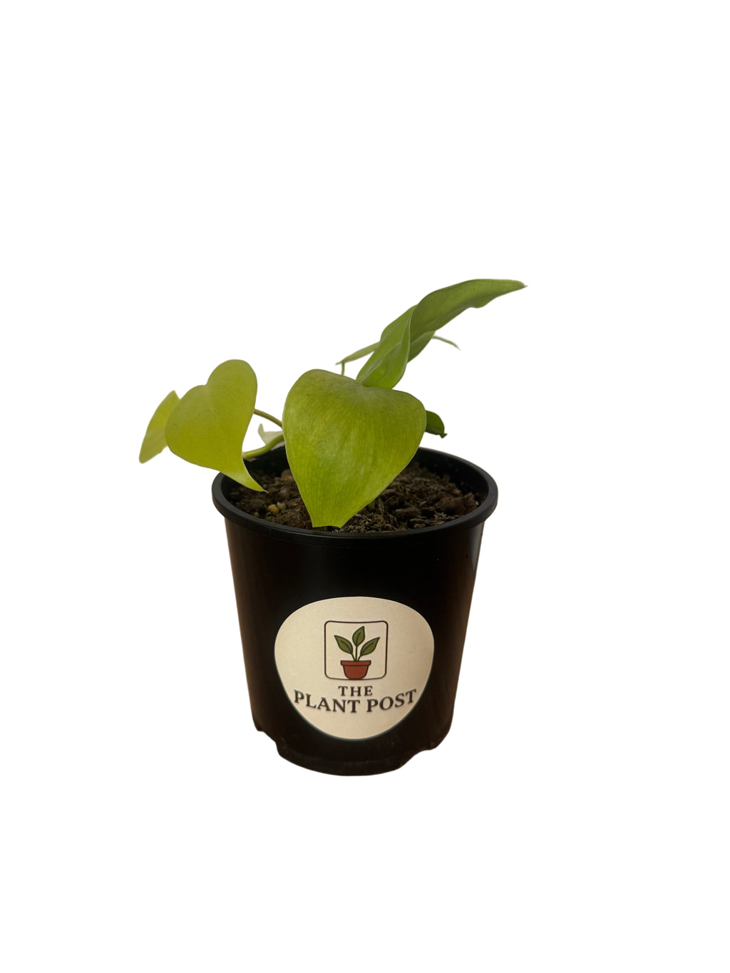 Neon Pothos 10cm