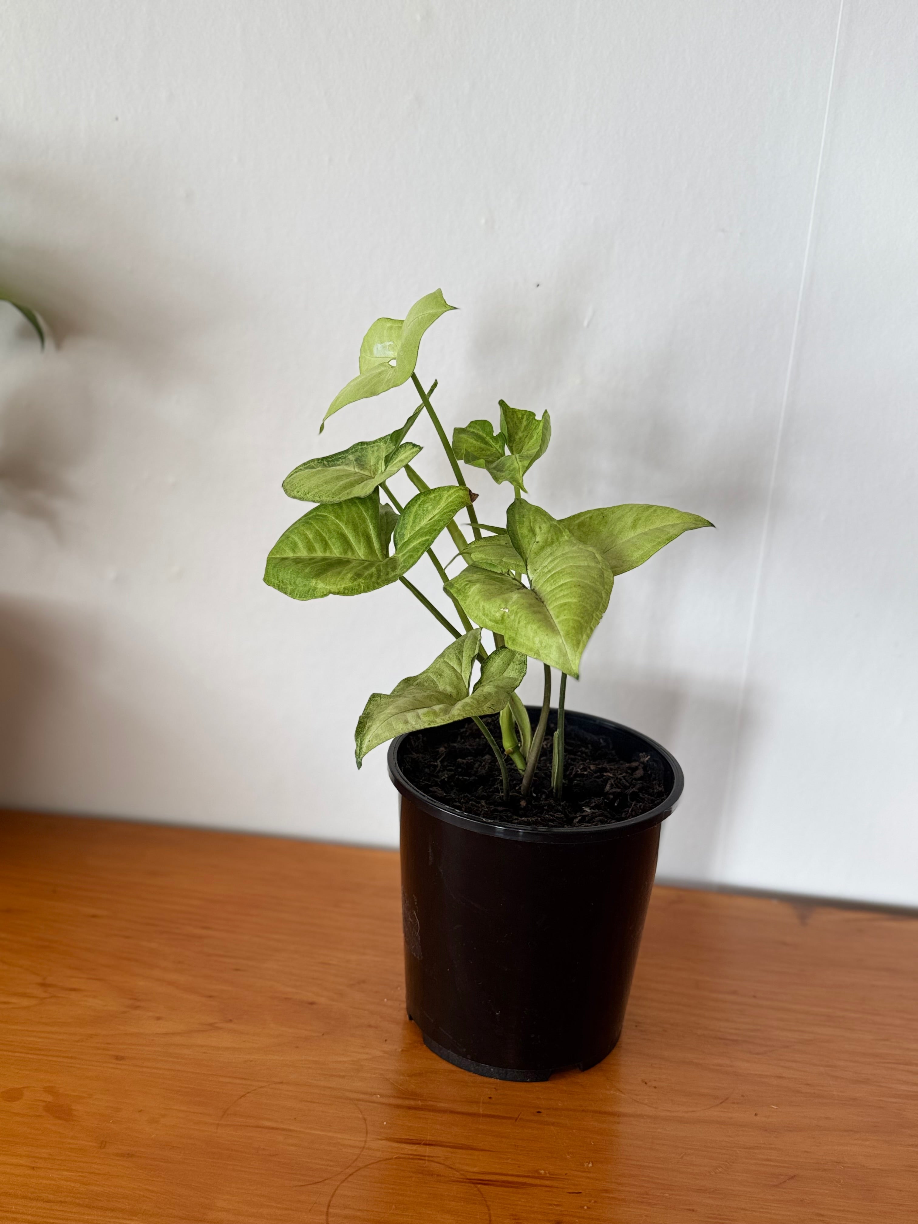 Syngonium White Butterfly 15cm