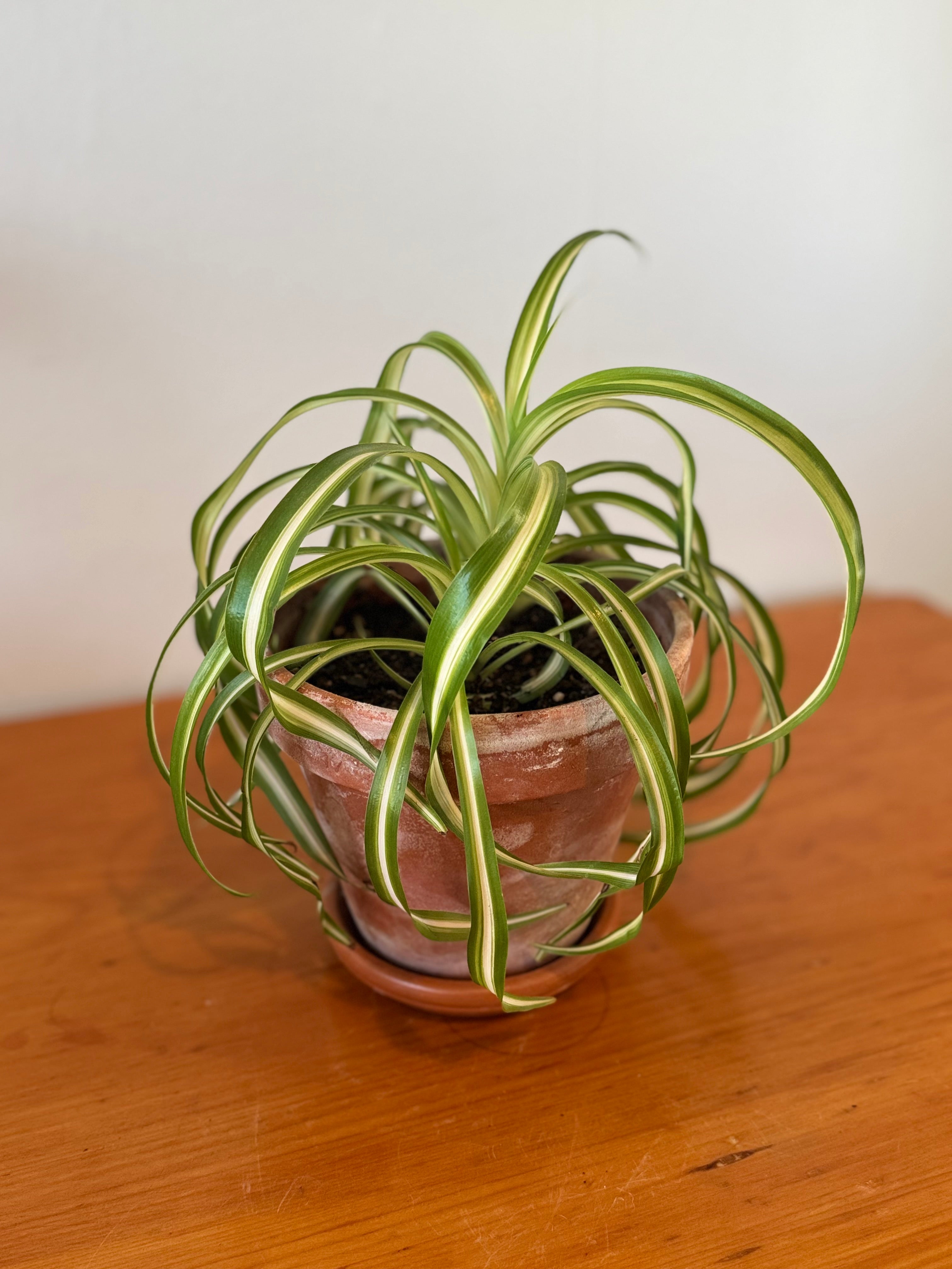 Curly Spider Plant 17cm (Aged Terracotta)