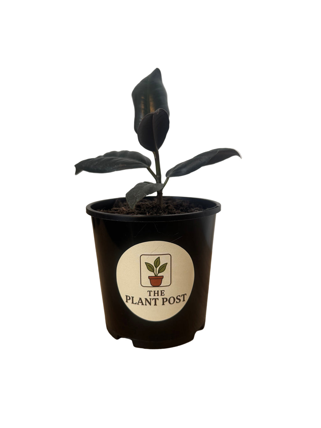 Ficus Black knight 10cm