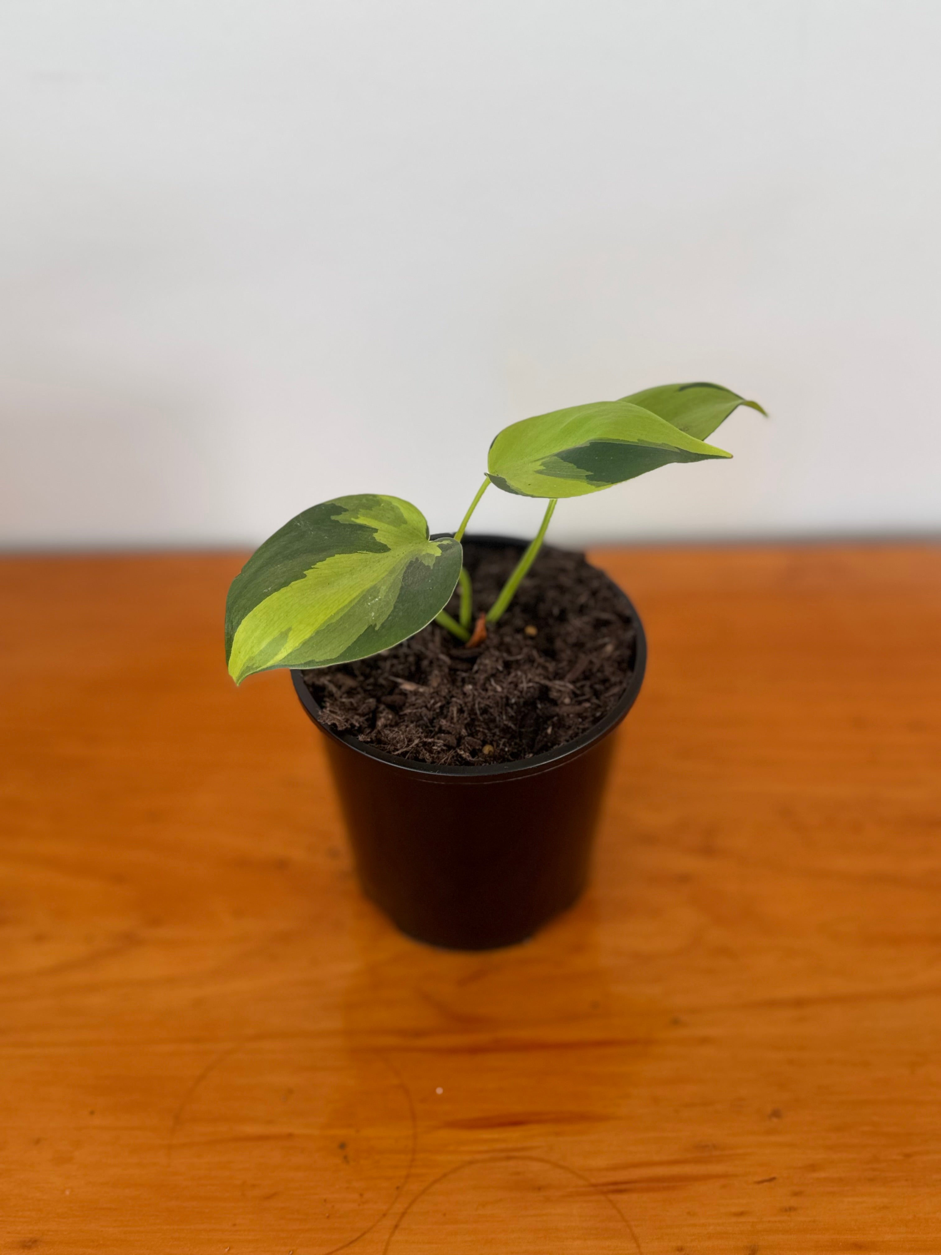 Philodendron Brazil 10cm
