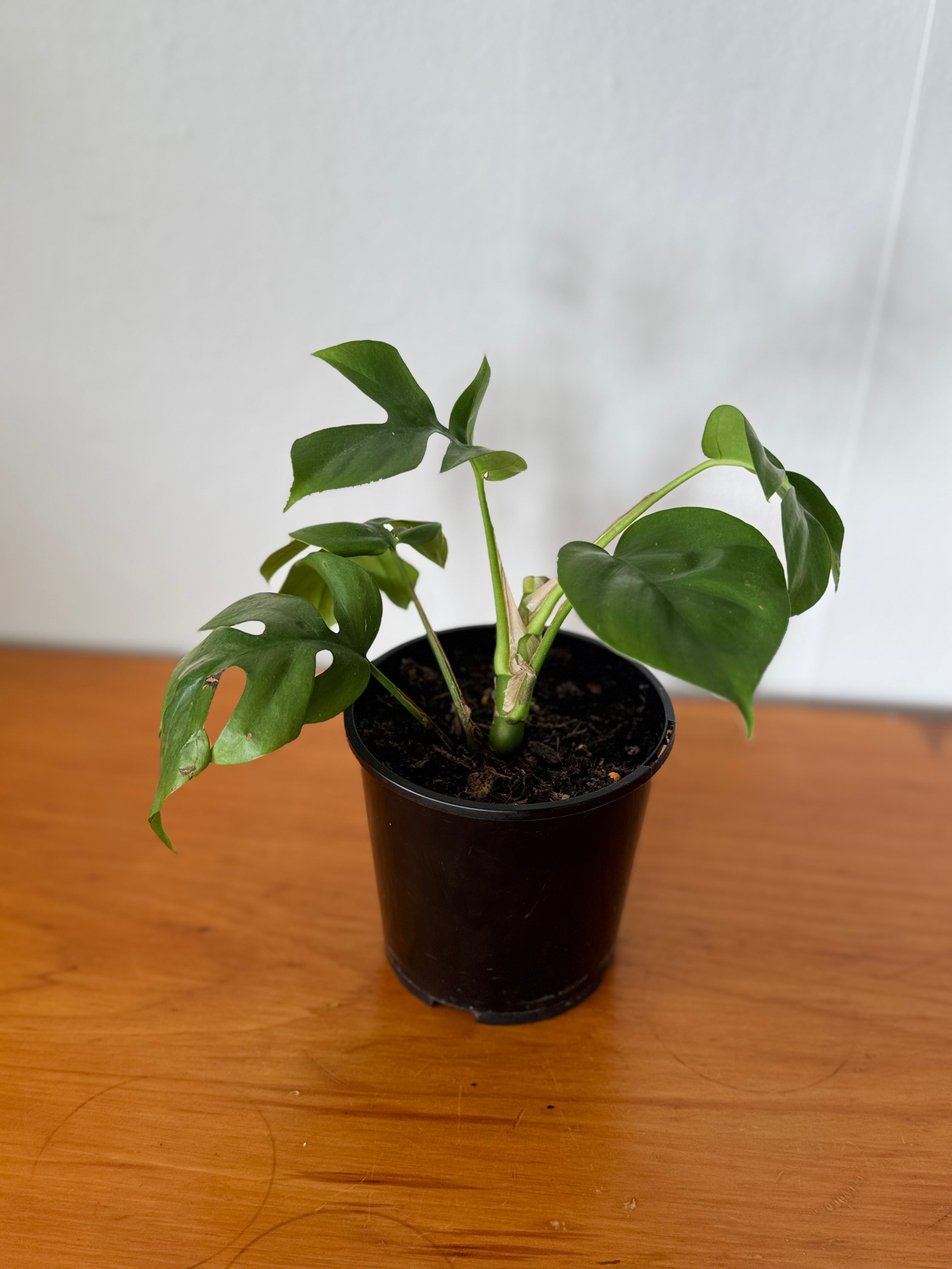 Philodendron Minima 10cm