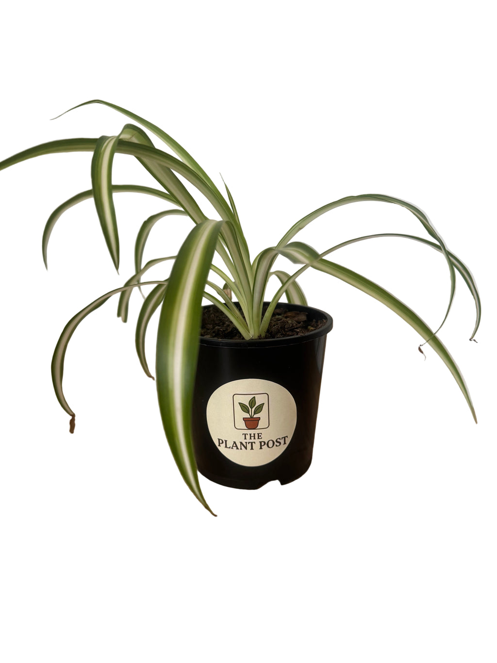 Spider Plant 10cm