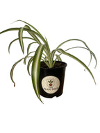 Spider Plant 10cm