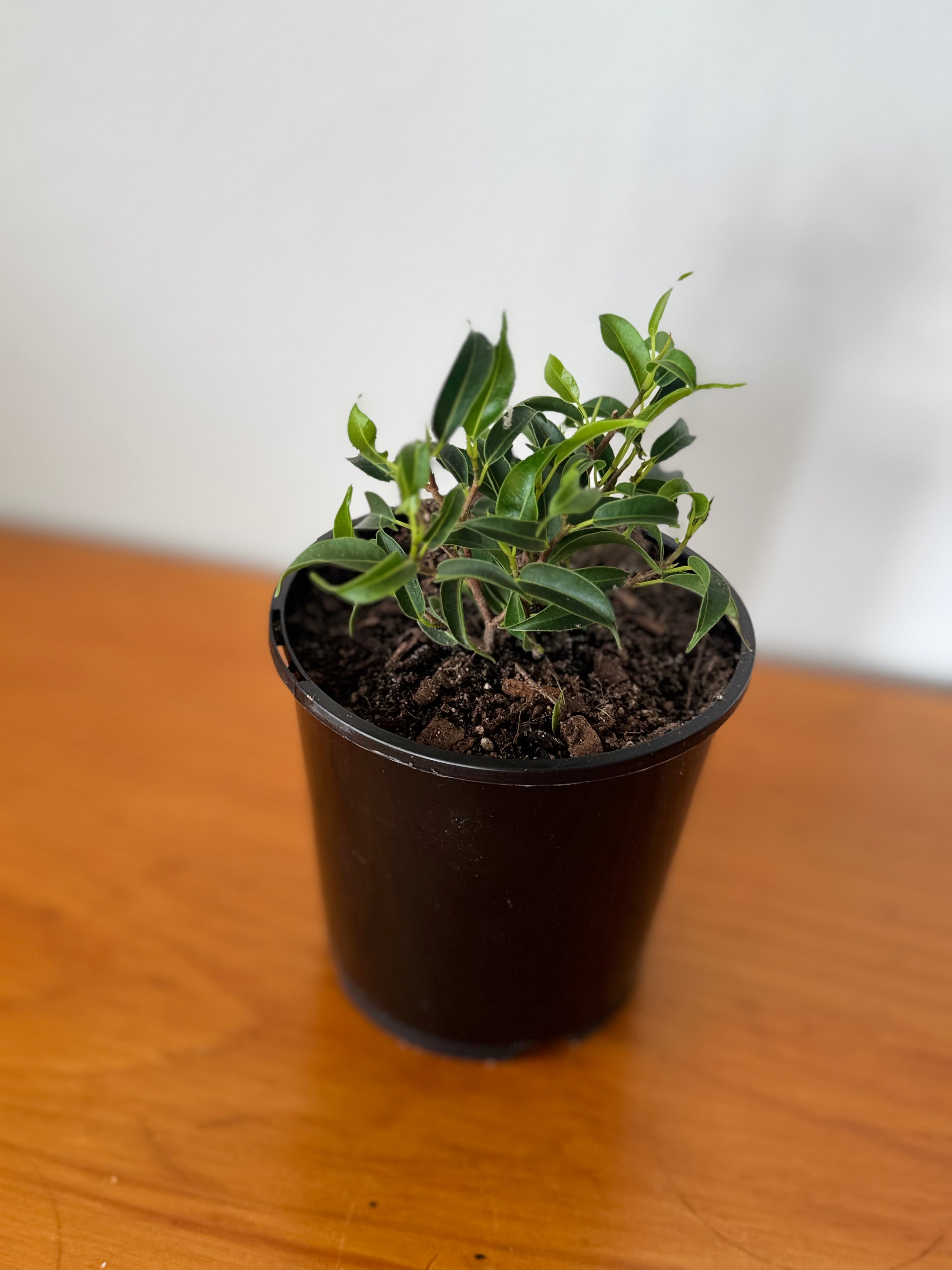 Ficus Benjamina 10cm