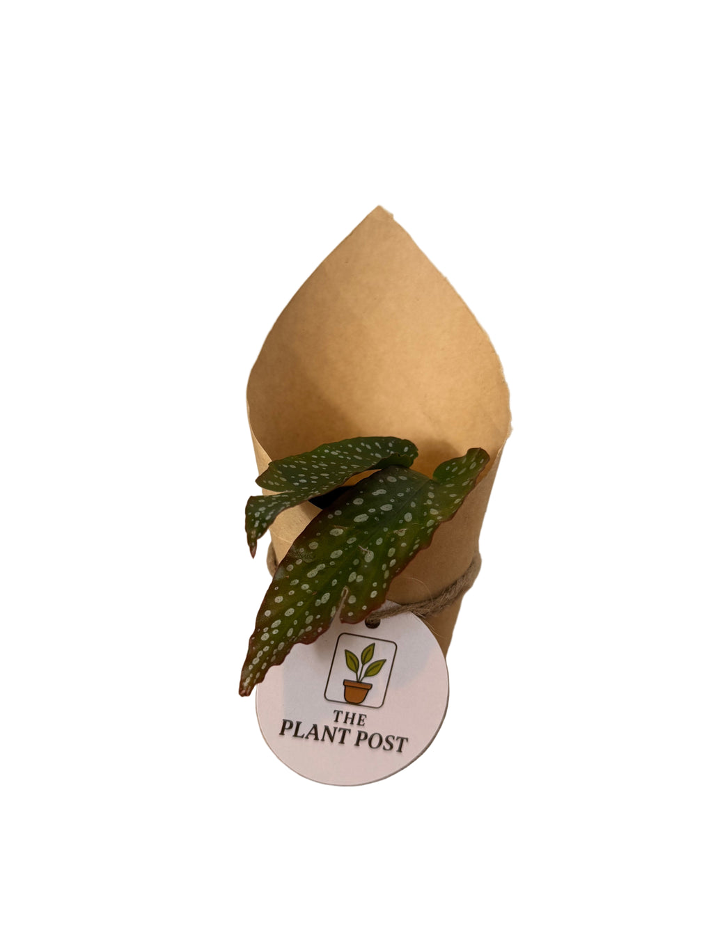 Baby Houseplant Bundle