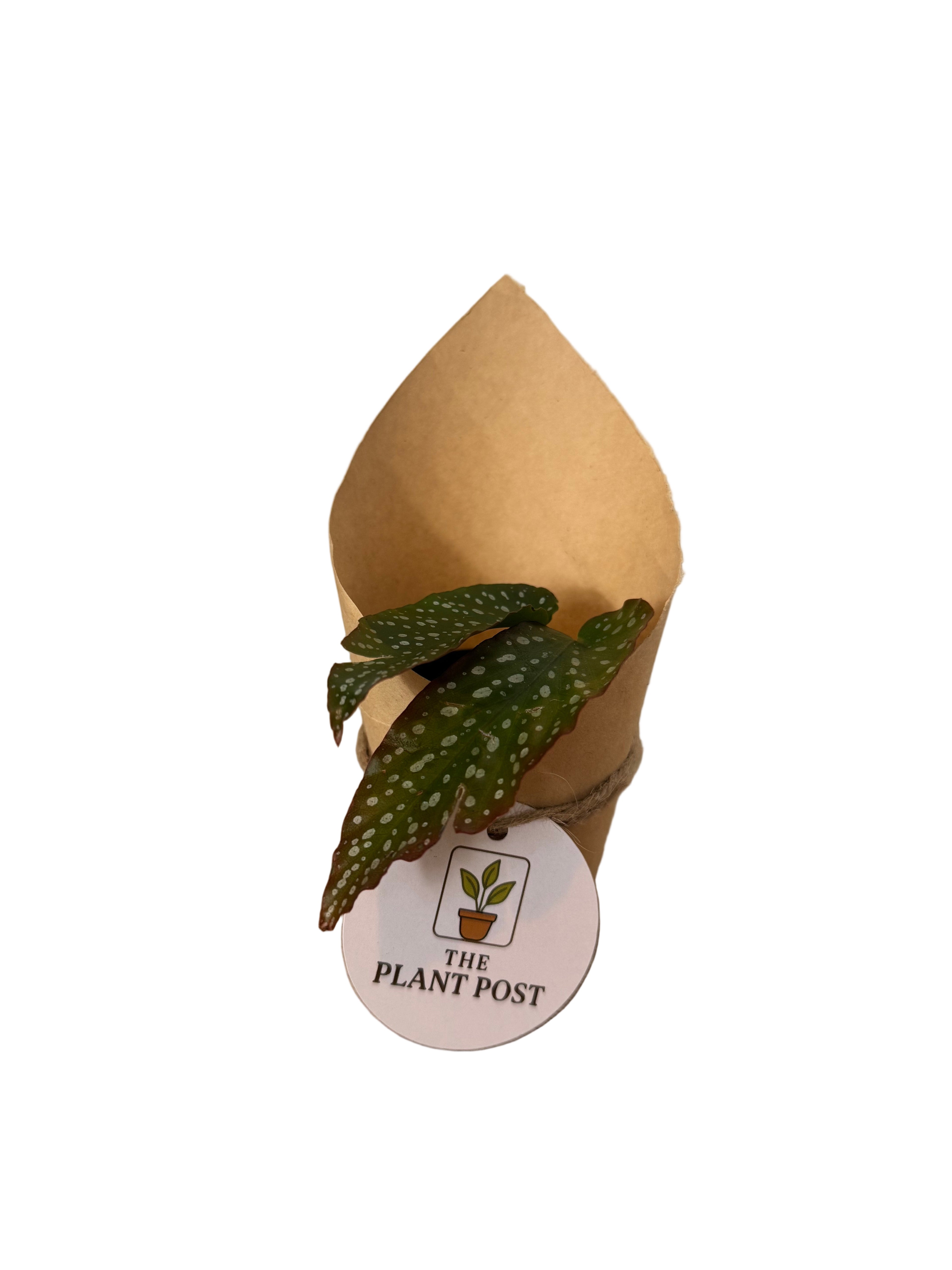 Baby Houseplant Bundle