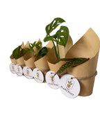 Baby Houseplant Bundle