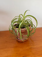 Curly Spider Plant 17cm (Aged Terracotta)