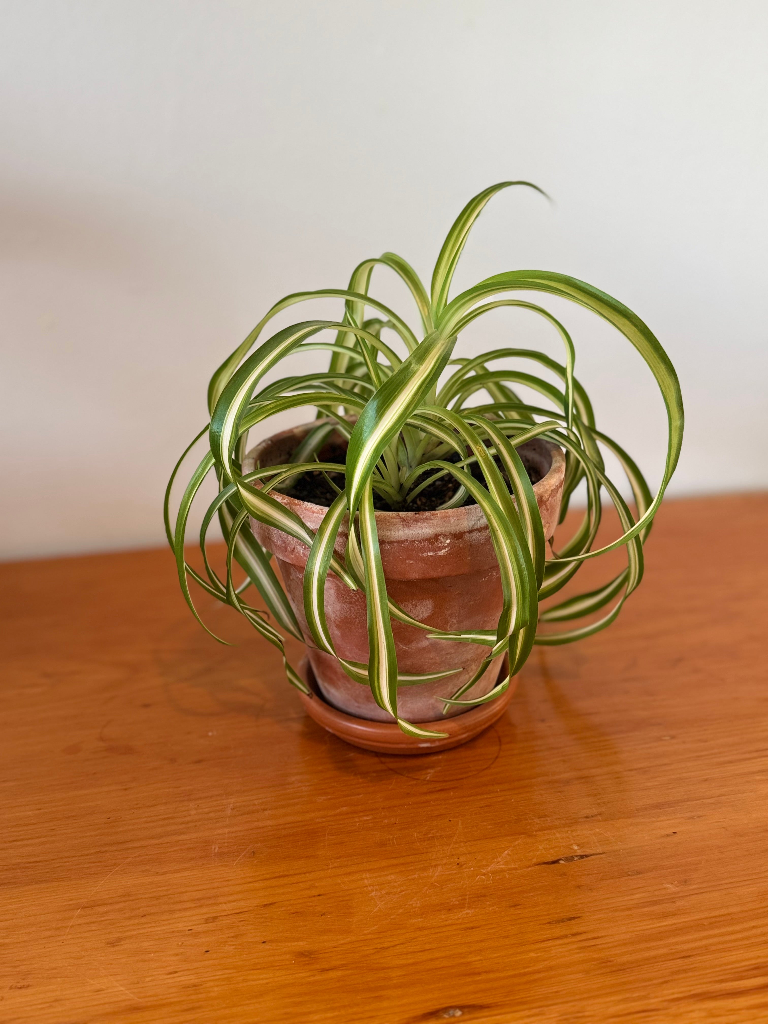 Curly Spider Plant 17cm (Aged Terracotta)