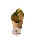 Baby Houseplant Bundle